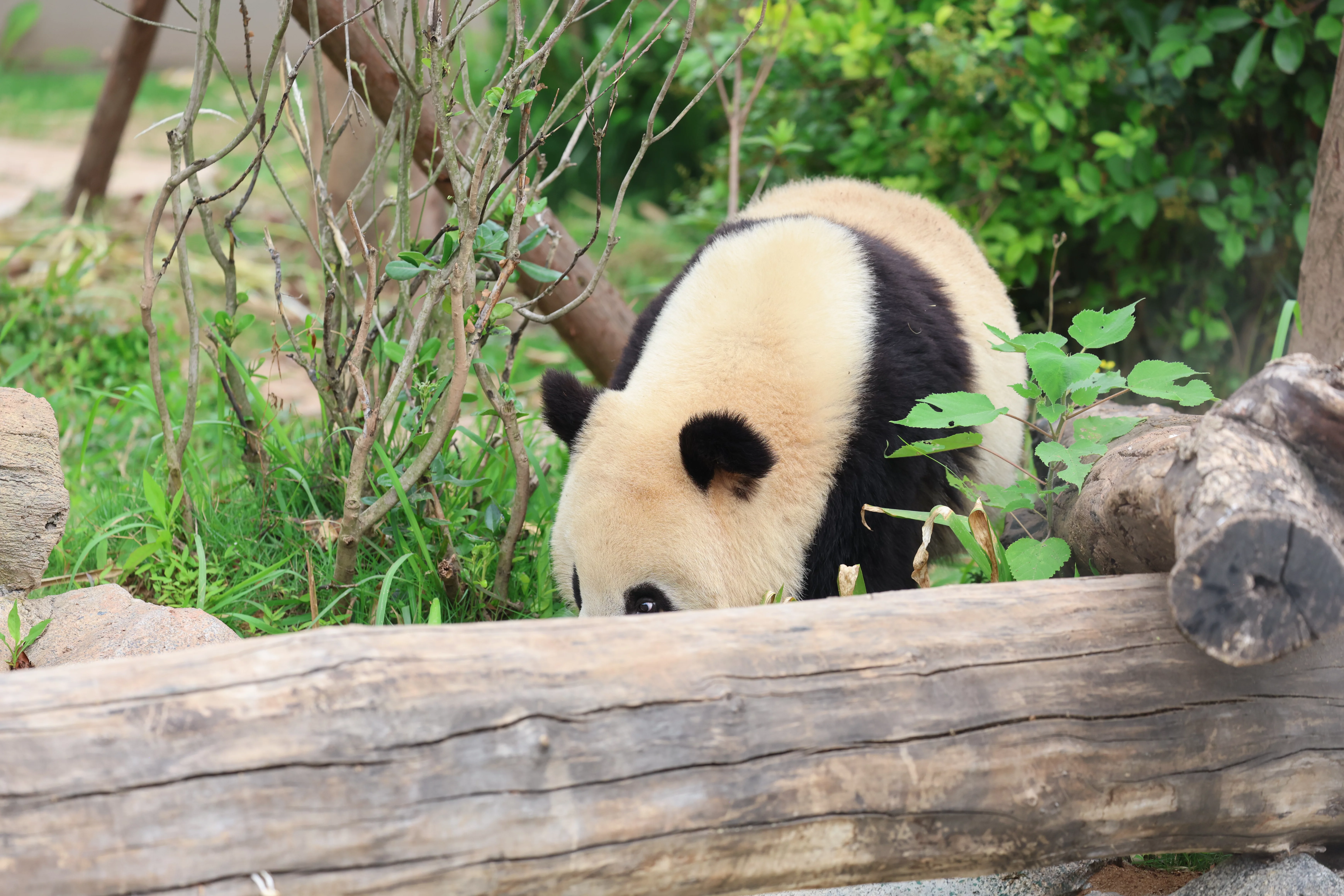 Chengdu Research Base of Giant Panda Breeding