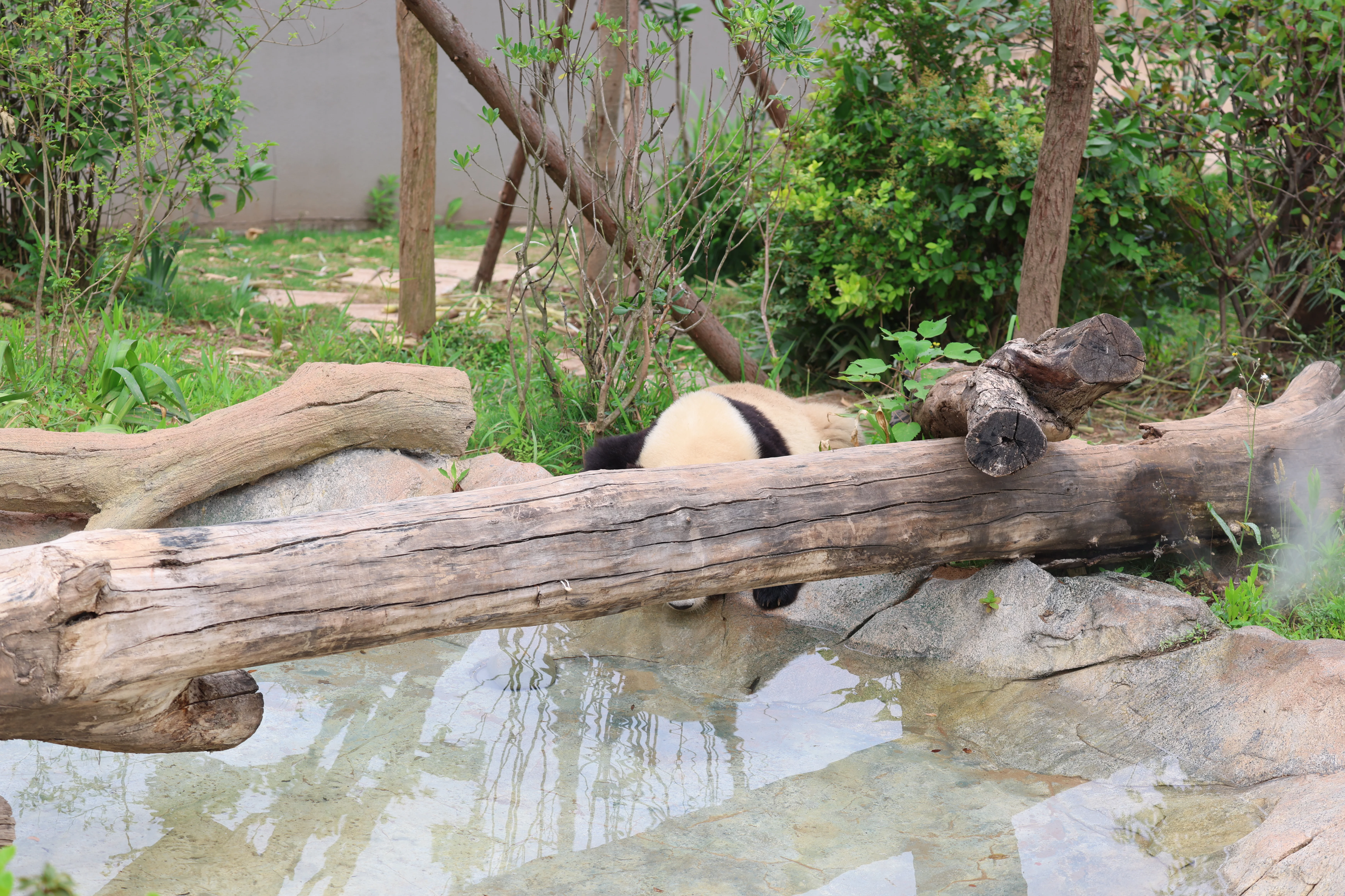 Chengdu Research Base of Giant Panda Breeding