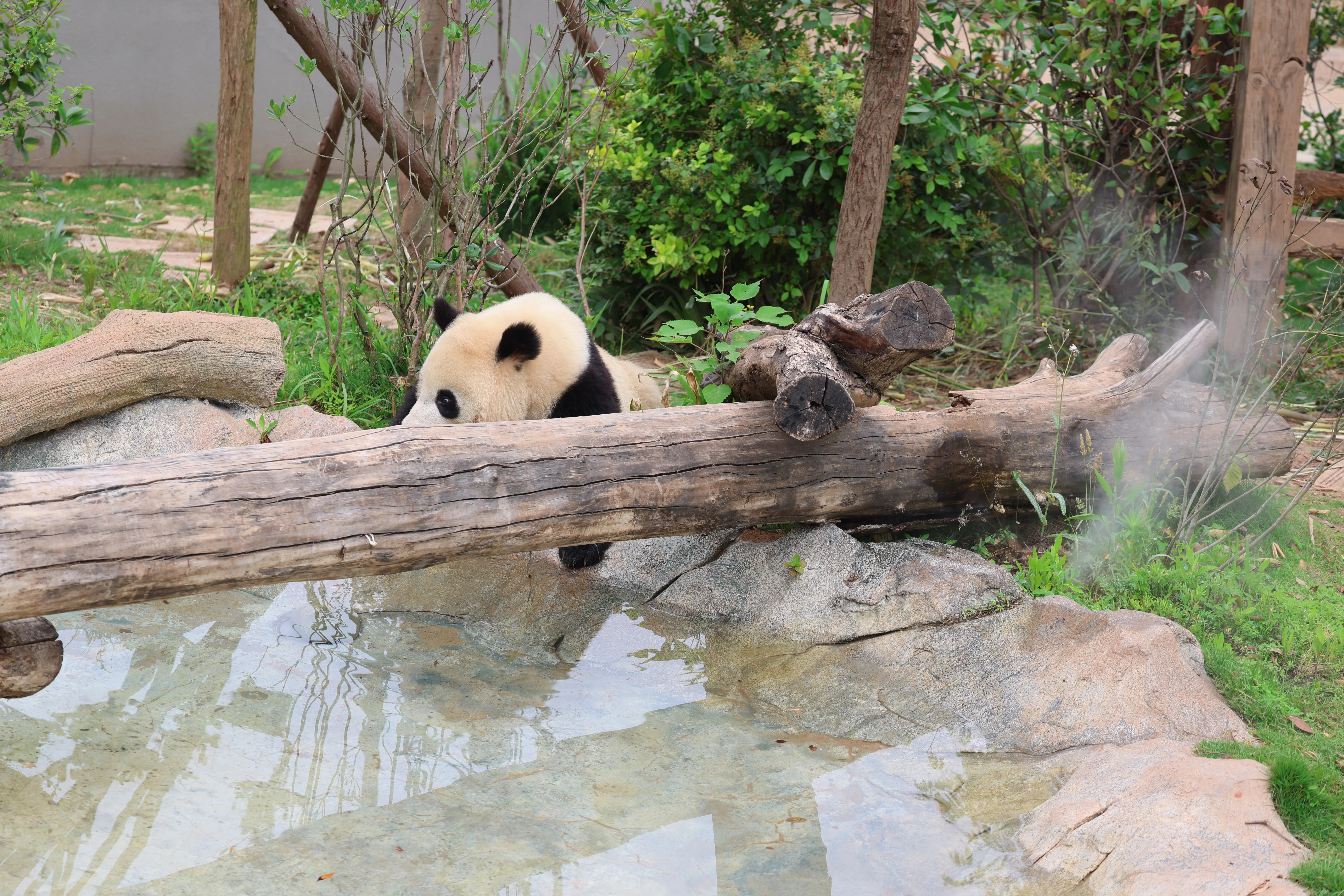 Chengdu Research Base of Giant Panda Breeding