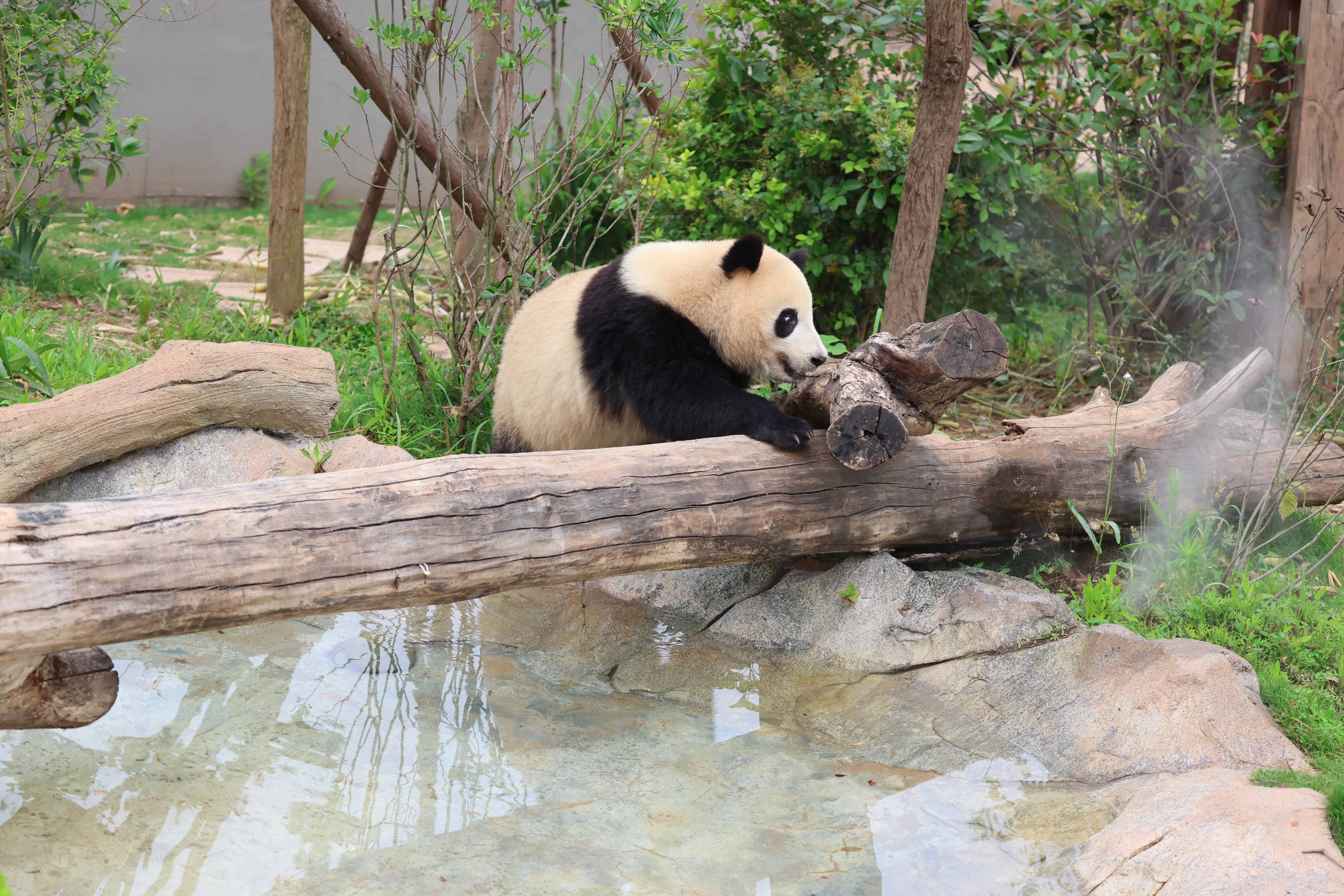 Chengdu Research Base of Giant Panda Breeding