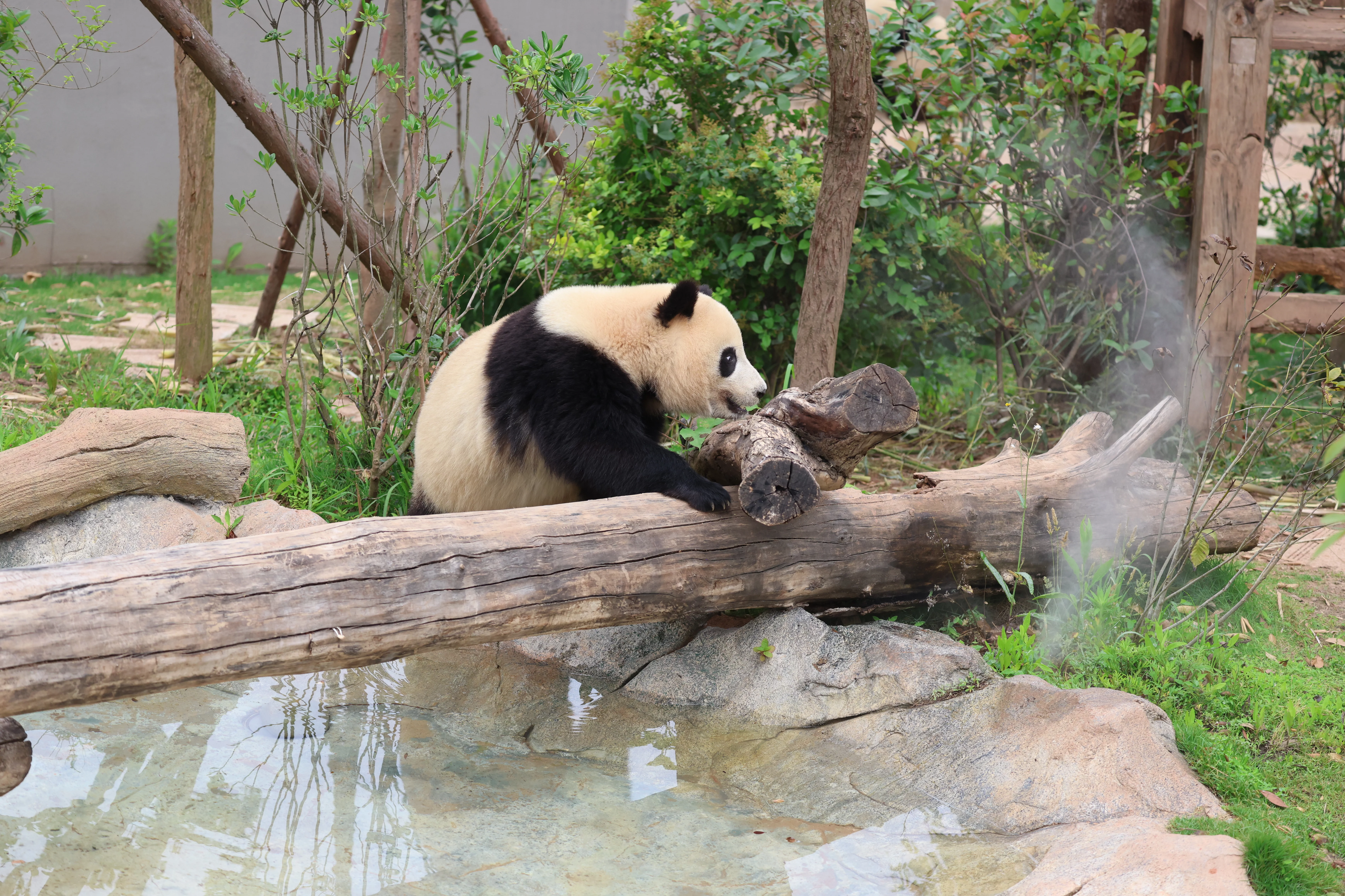 Chengdu Research Base of Giant Panda Breeding