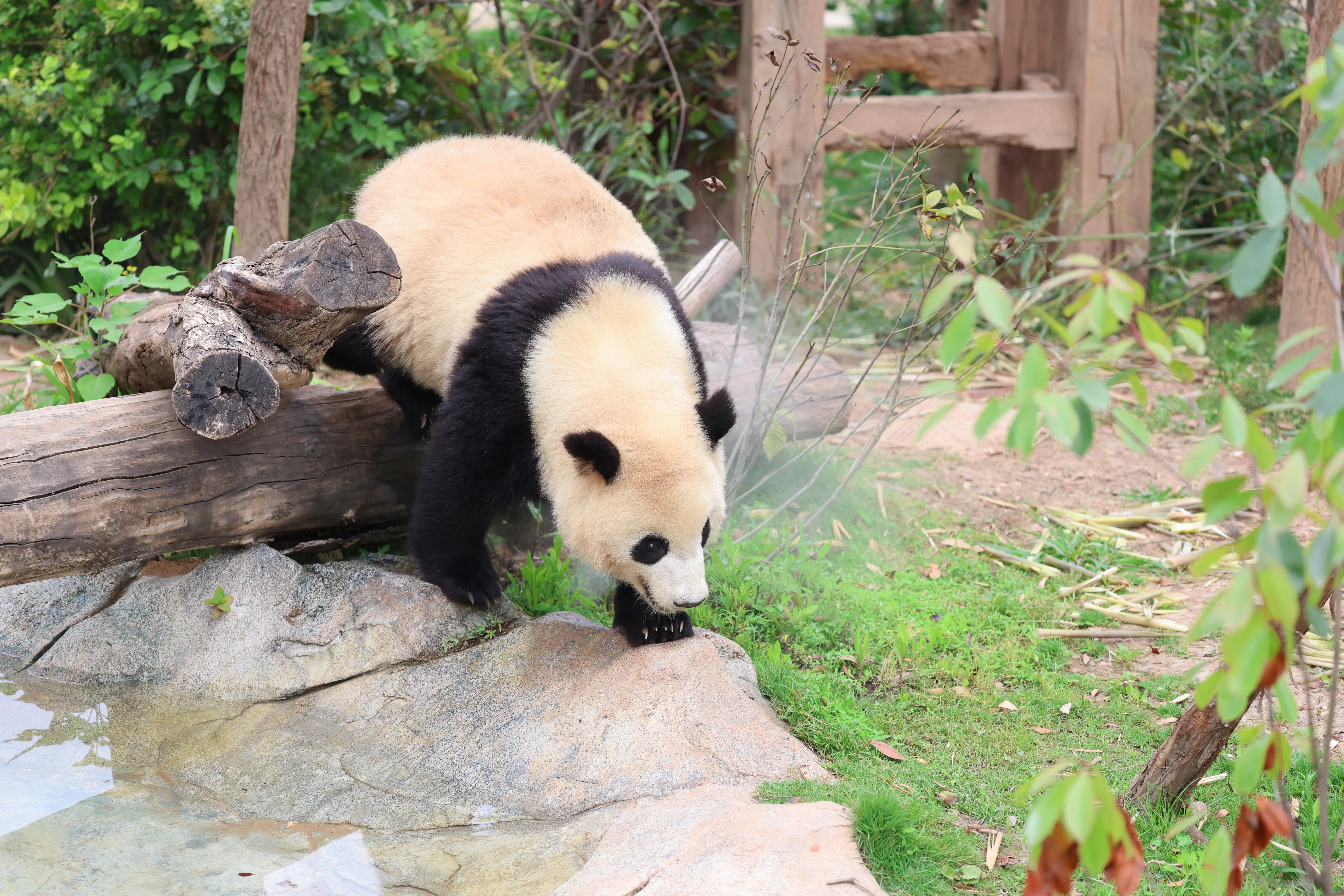 Chengdu Research Base of Giant Panda Breeding