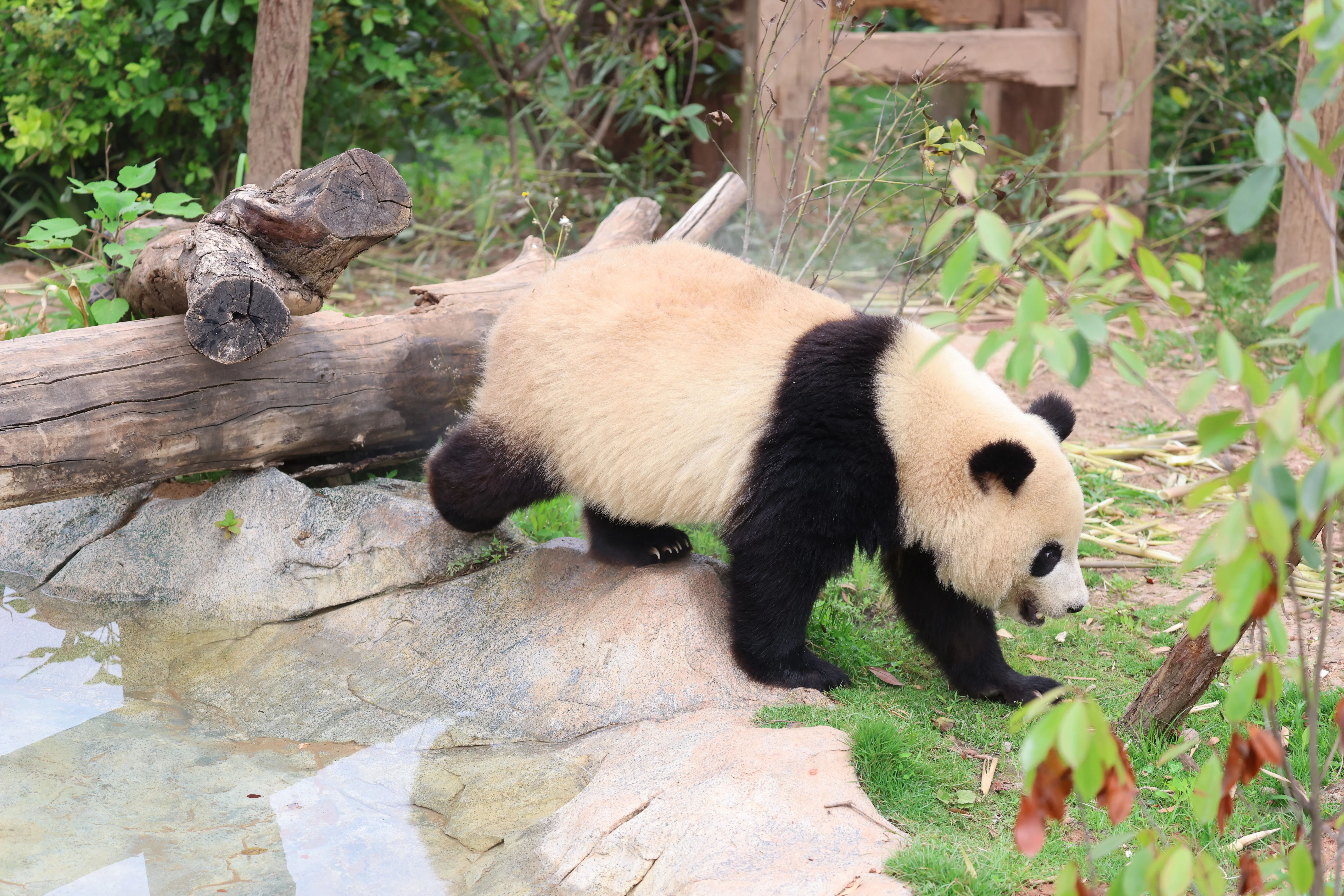 Chengdu Research Base of Giant Panda Breeding
