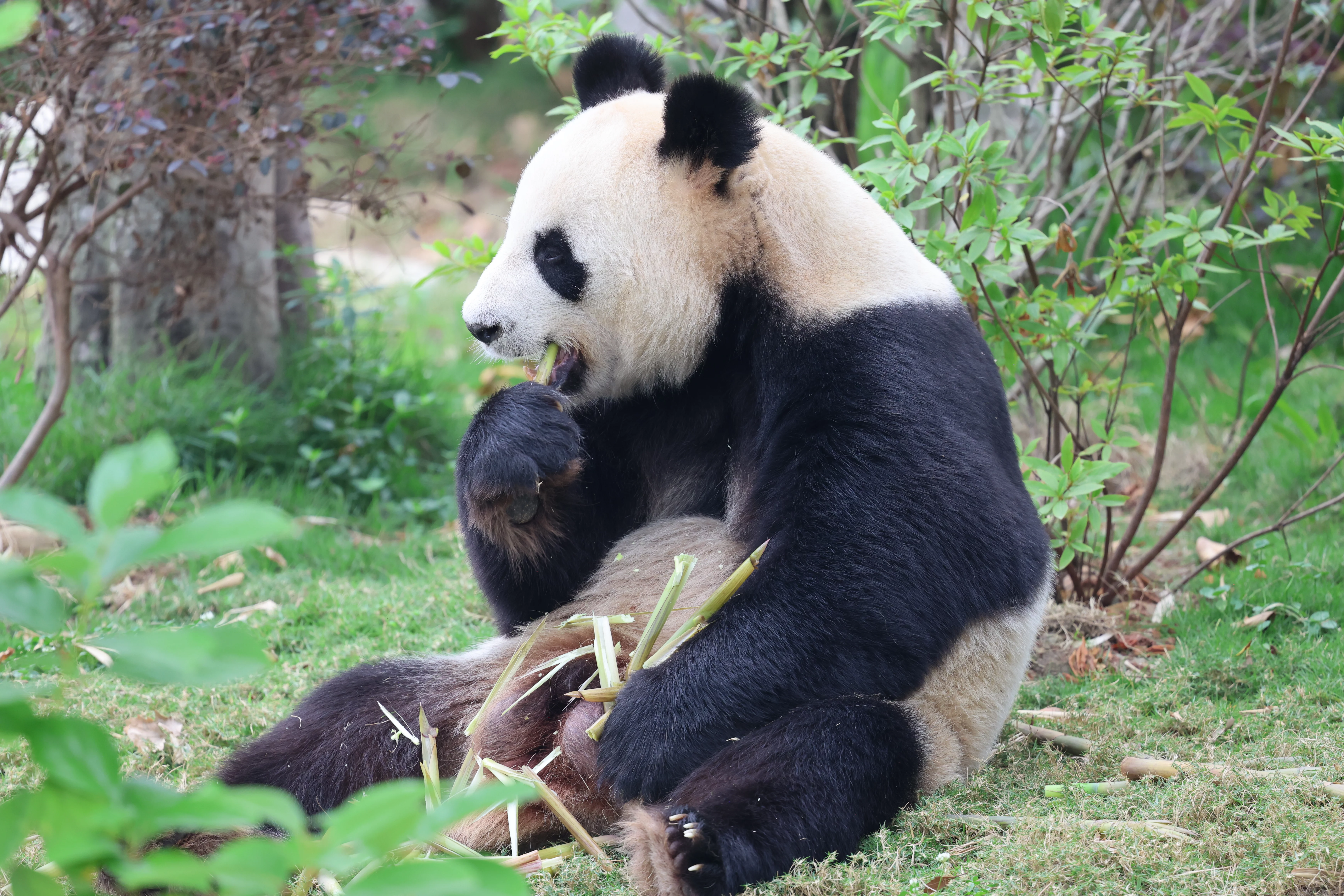 Chengdu Research Base of Giant Panda Breeding