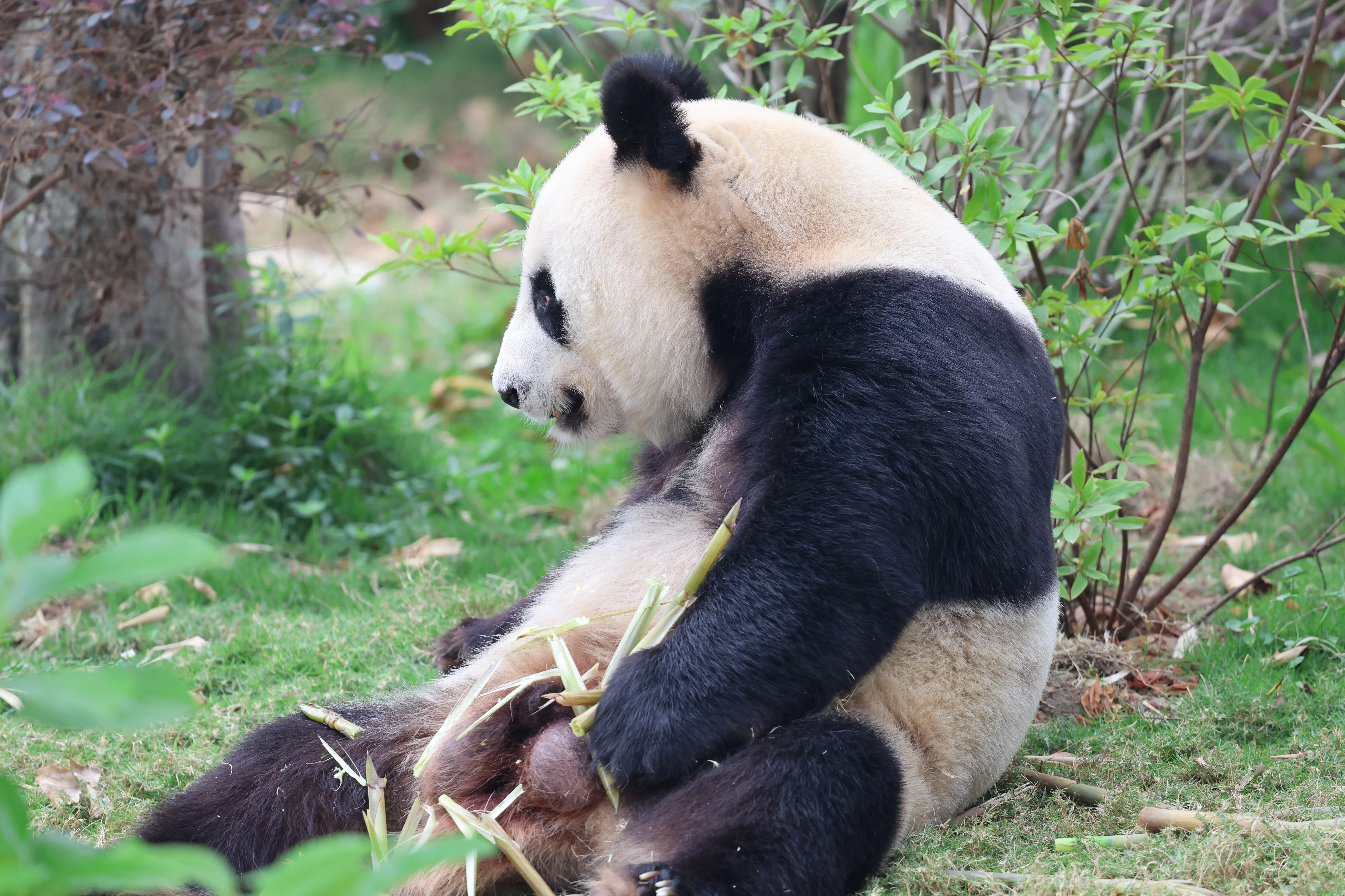 Chengdu Research Base of Giant Panda Breeding