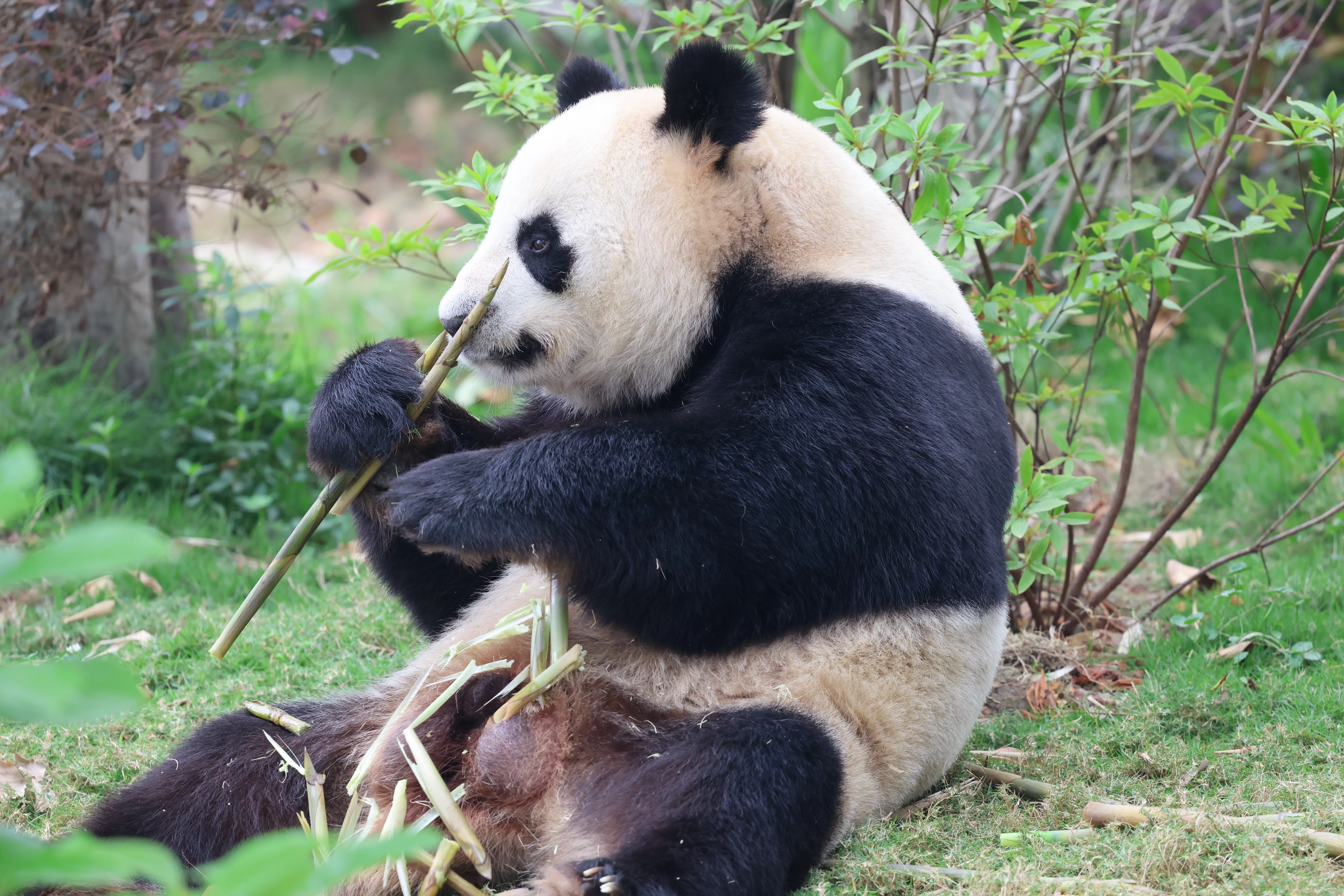 Chengdu Research Base of Giant Panda Breeding