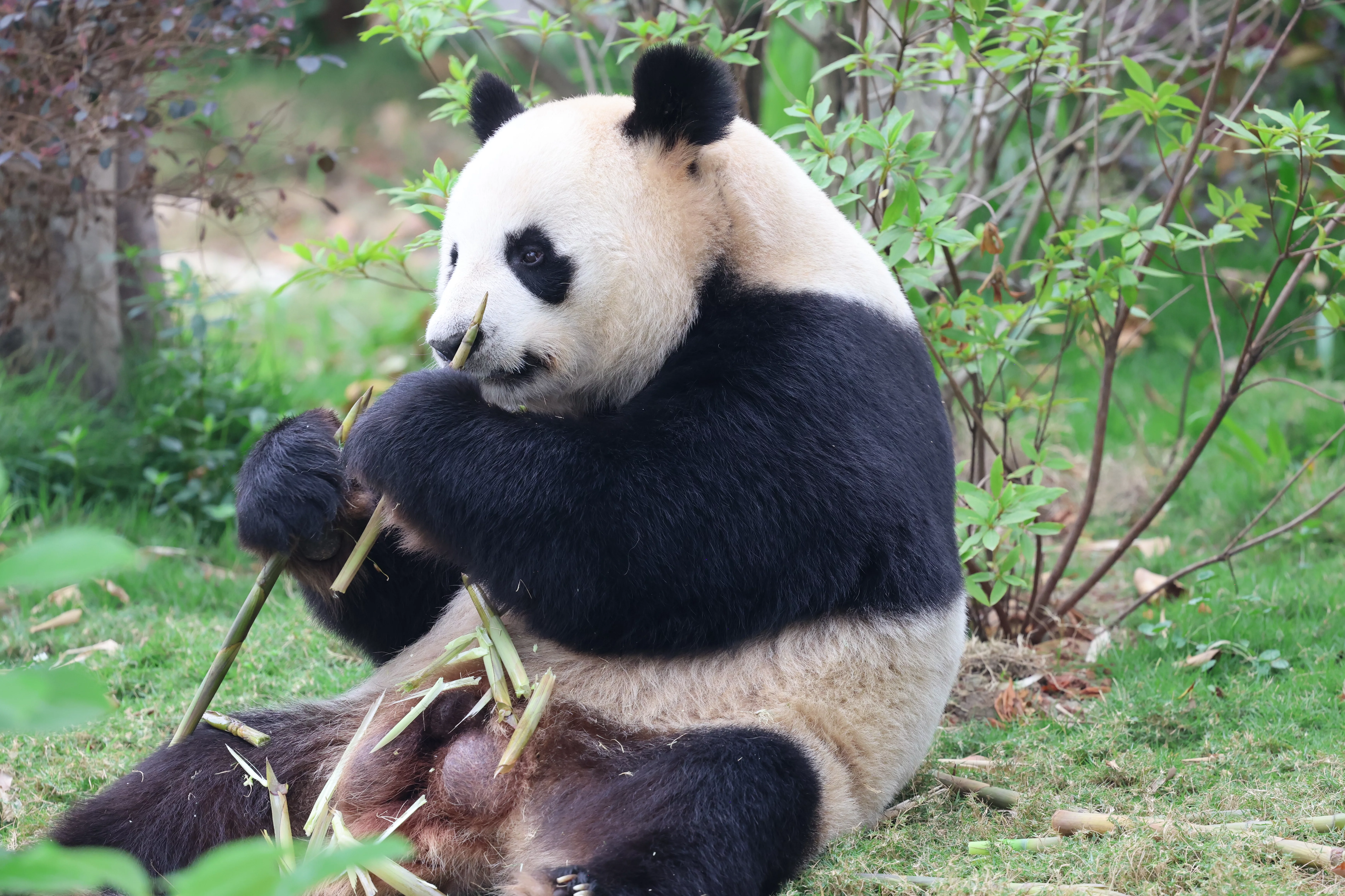 Chengdu Research Base of Giant Panda Breeding