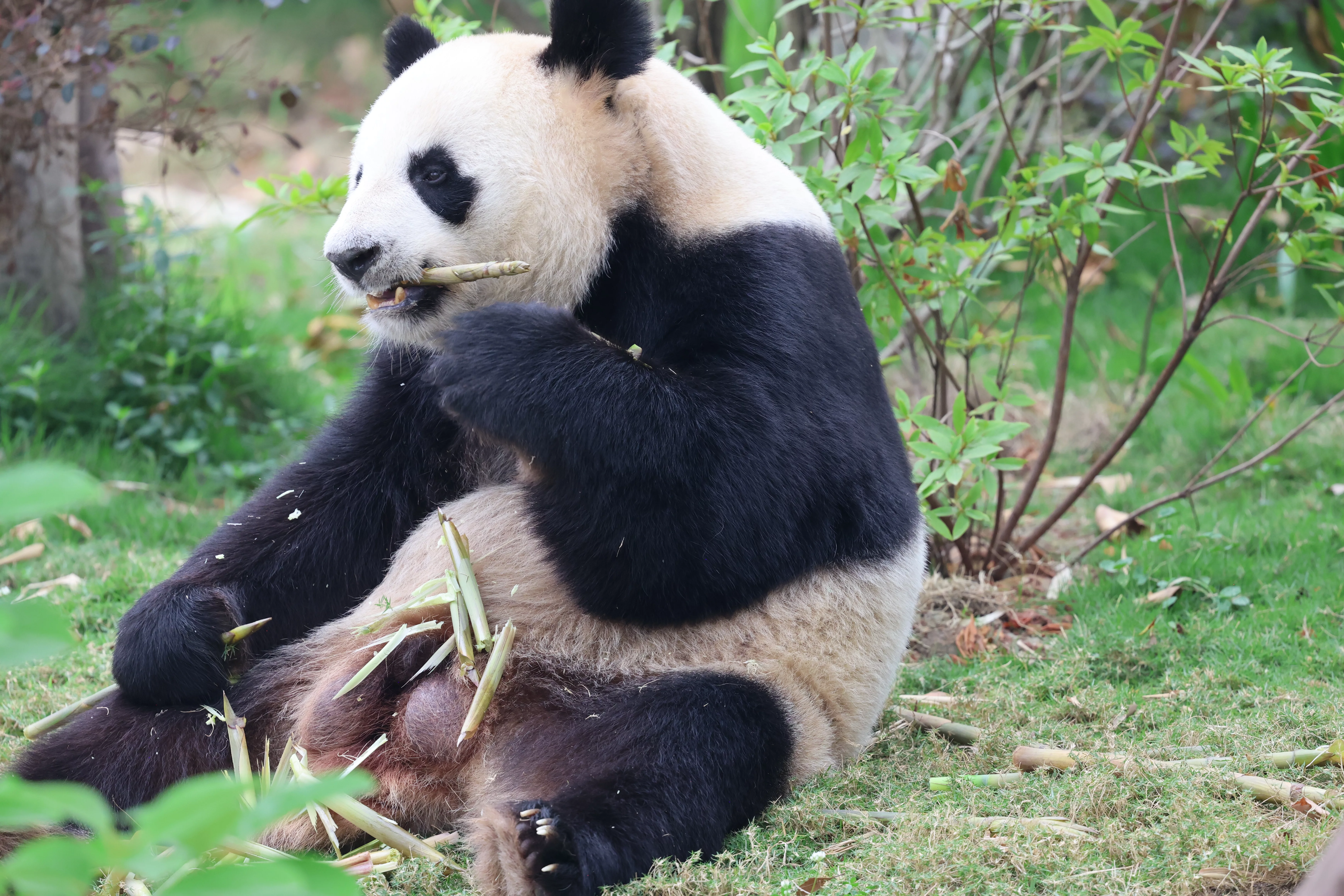 Chengdu Research Base of Giant Panda Breeding