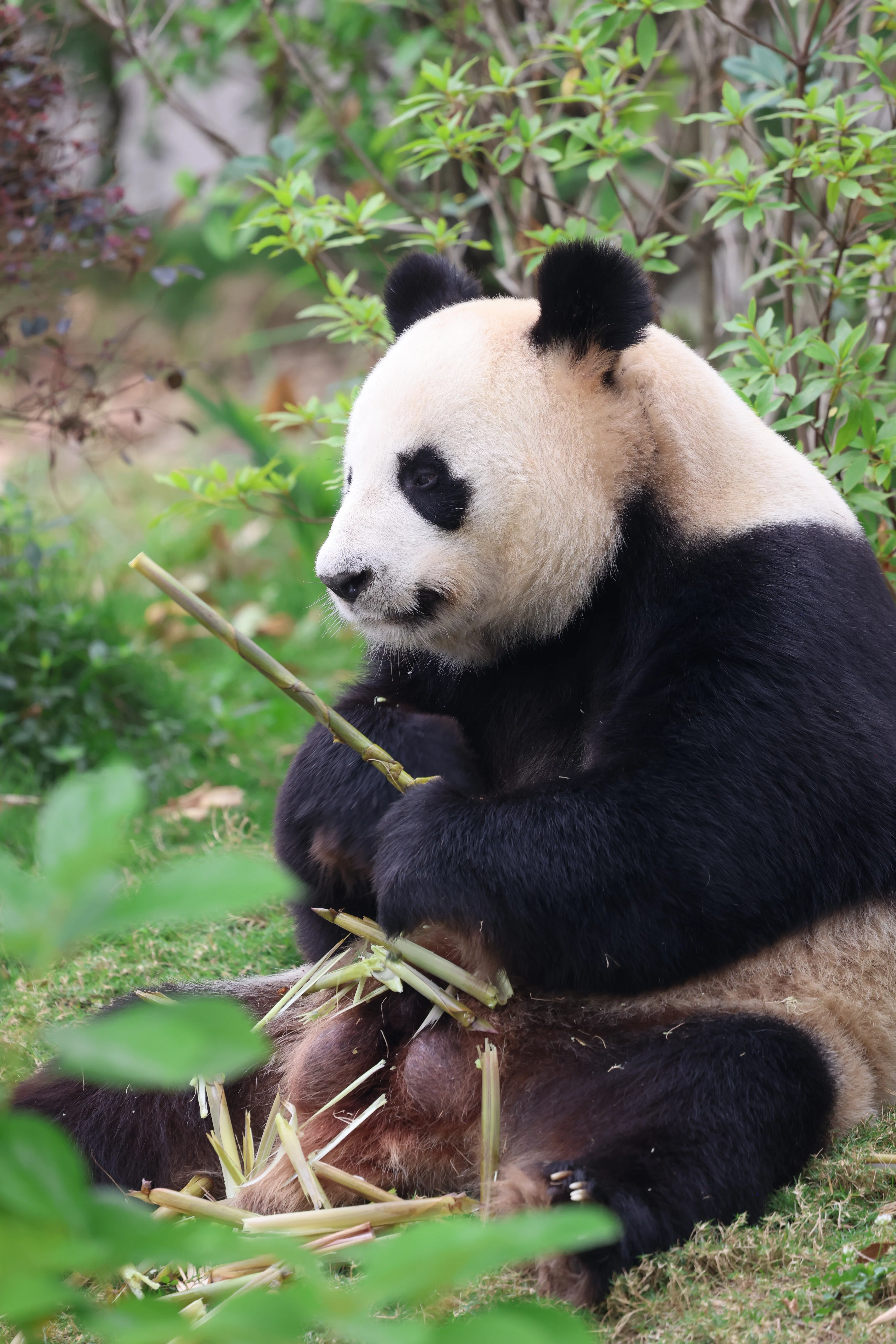Chengdu Research Base of Giant Panda Breeding