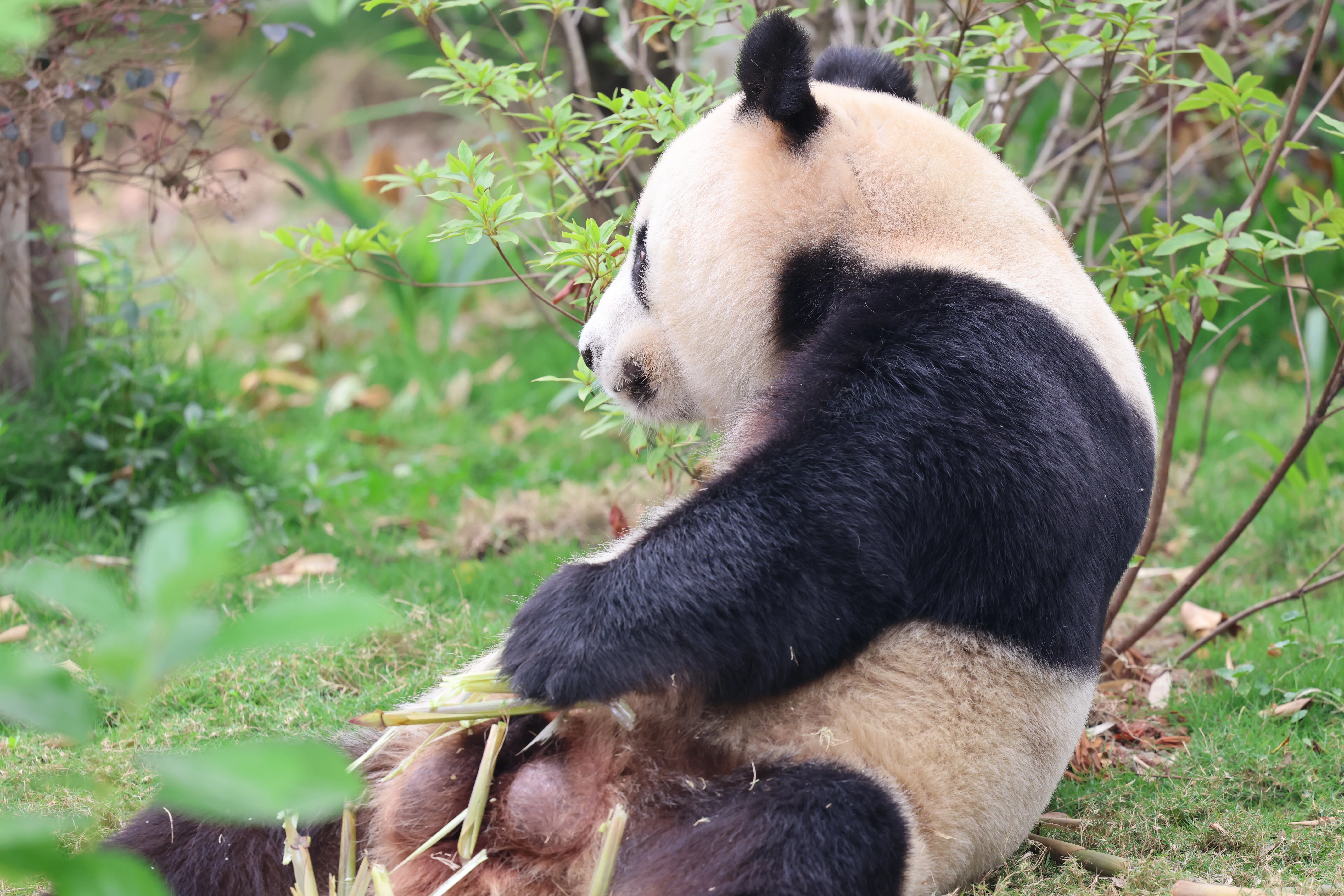 Chengdu Research Base of Giant Panda Breeding