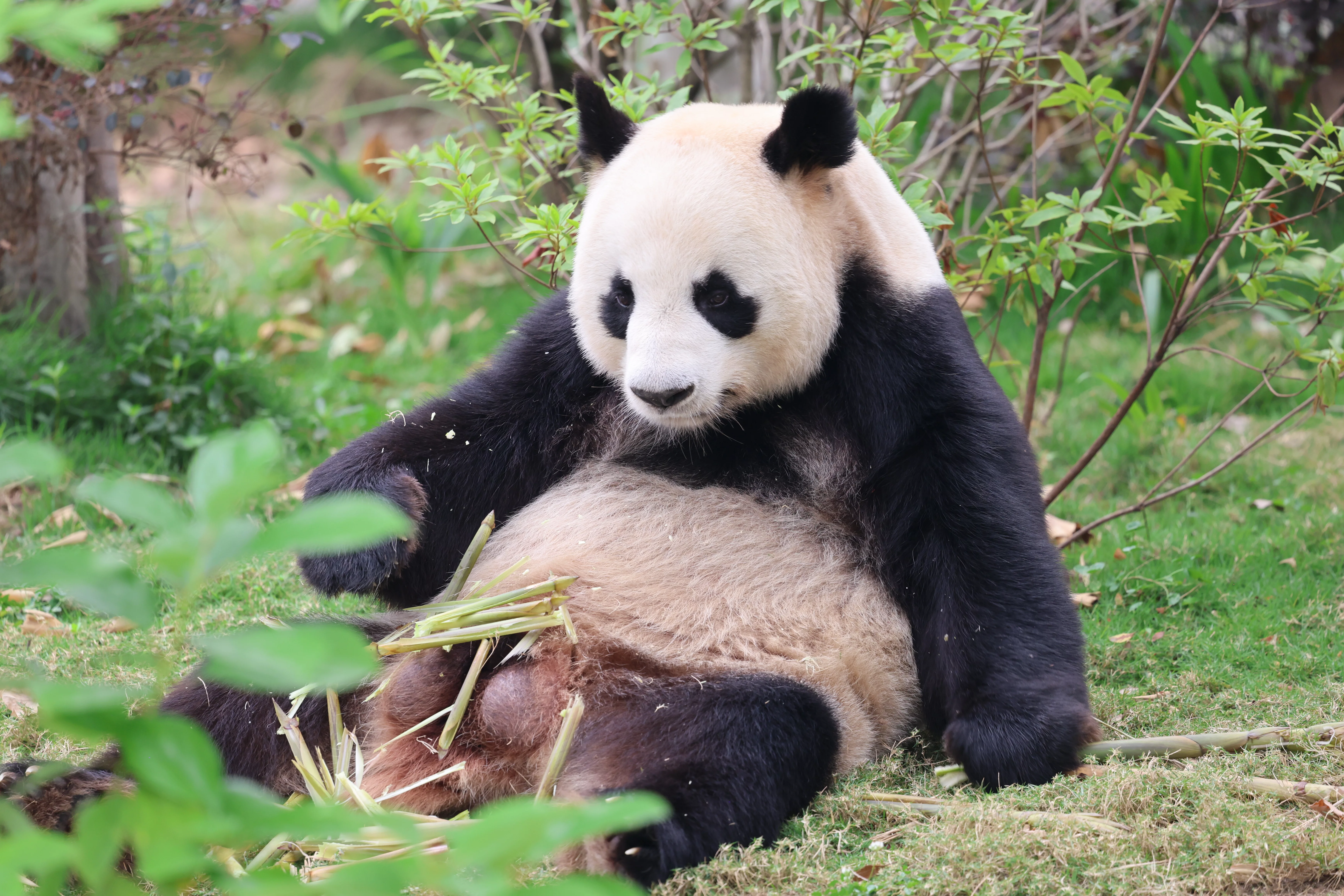 Chengdu Research Base of Giant Panda Breeding