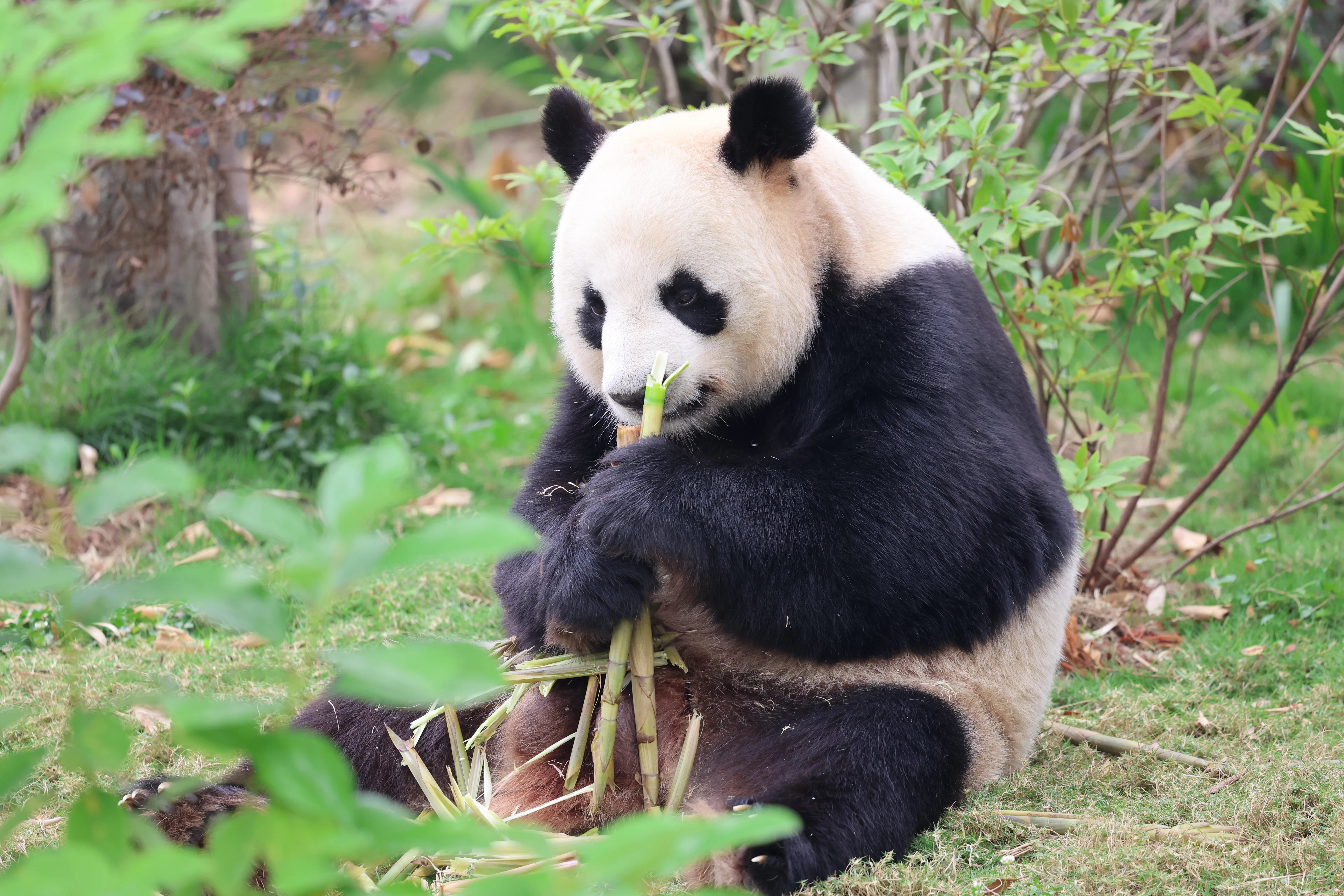 Chengdu Research Base of Giant Panda Breeding