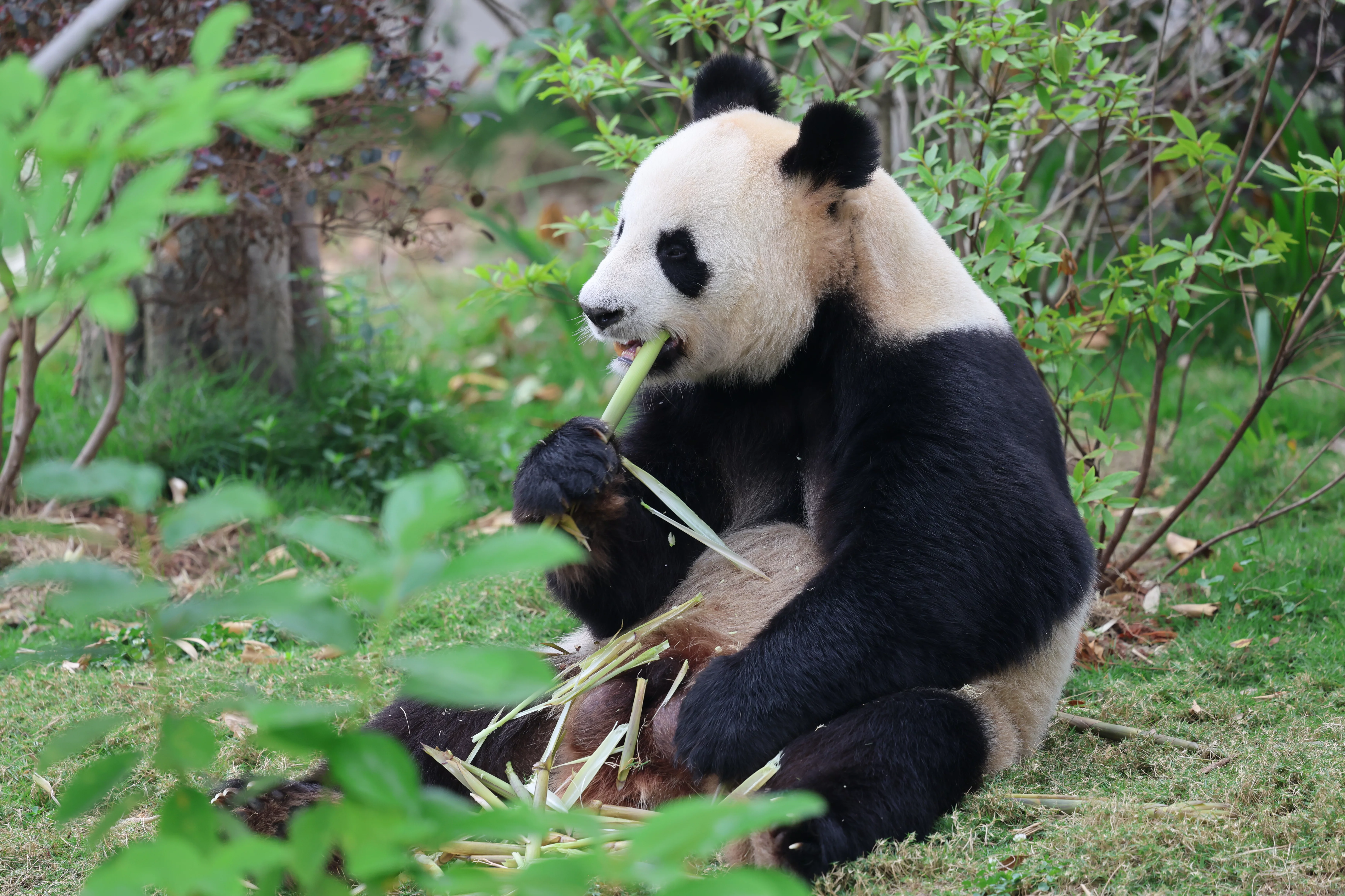 Chengdu Research Base of Giant Panda Breeding