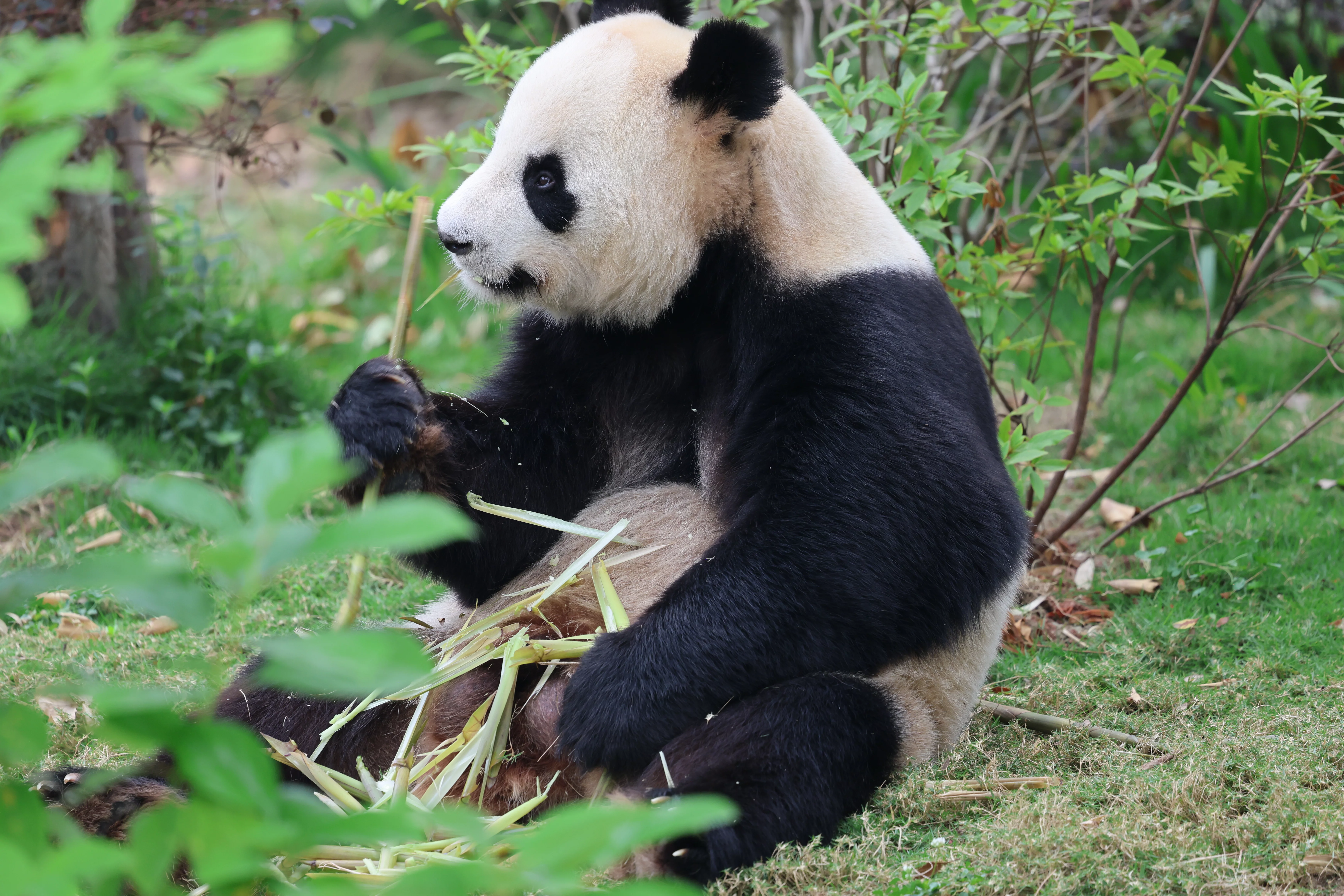 Chengdu Research Base of Giant Panda Breeding