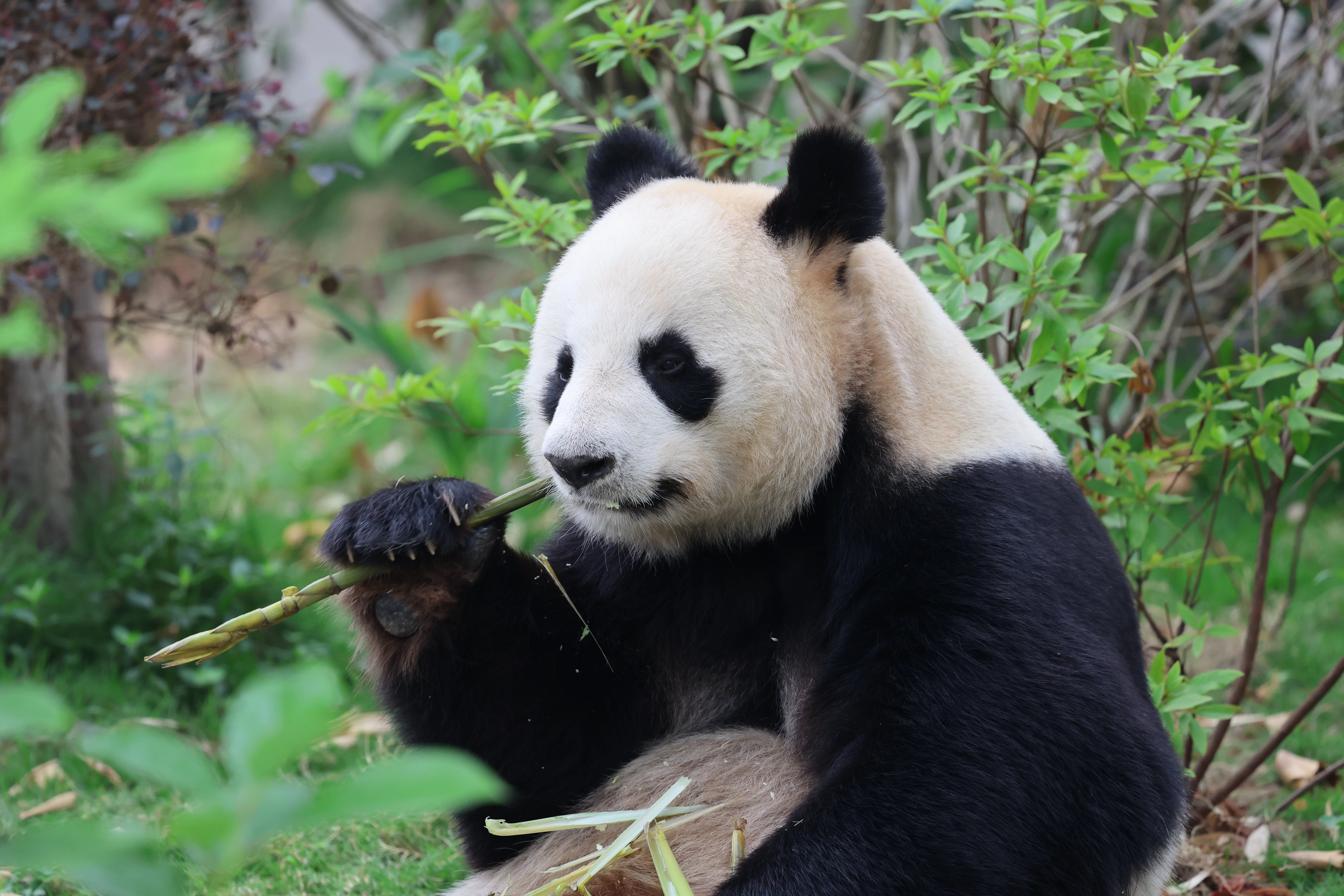 Chengdu Research Base of Giant Panda Breeding