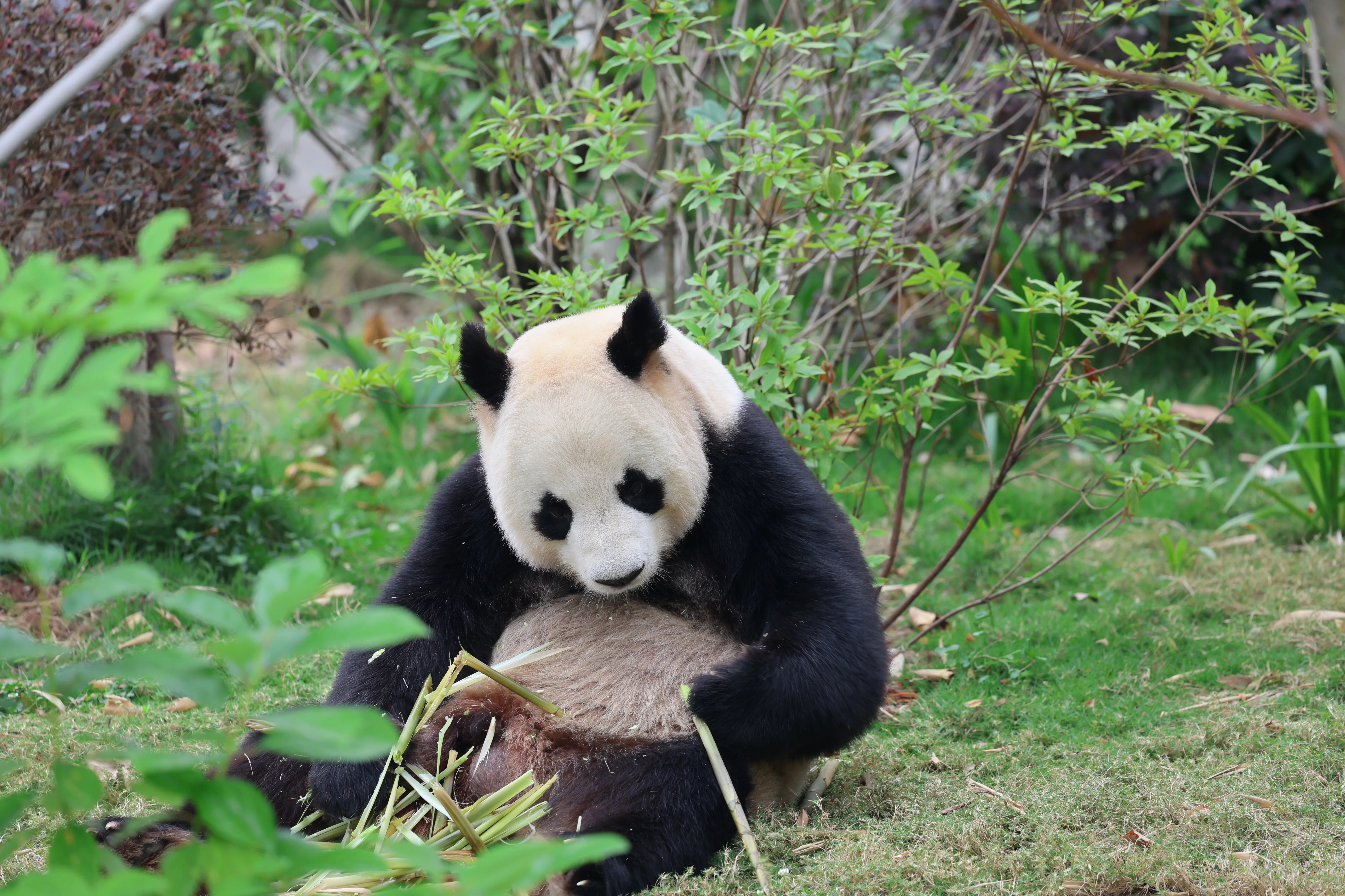 Chengdu Research Base of Giant Panda Breeding
