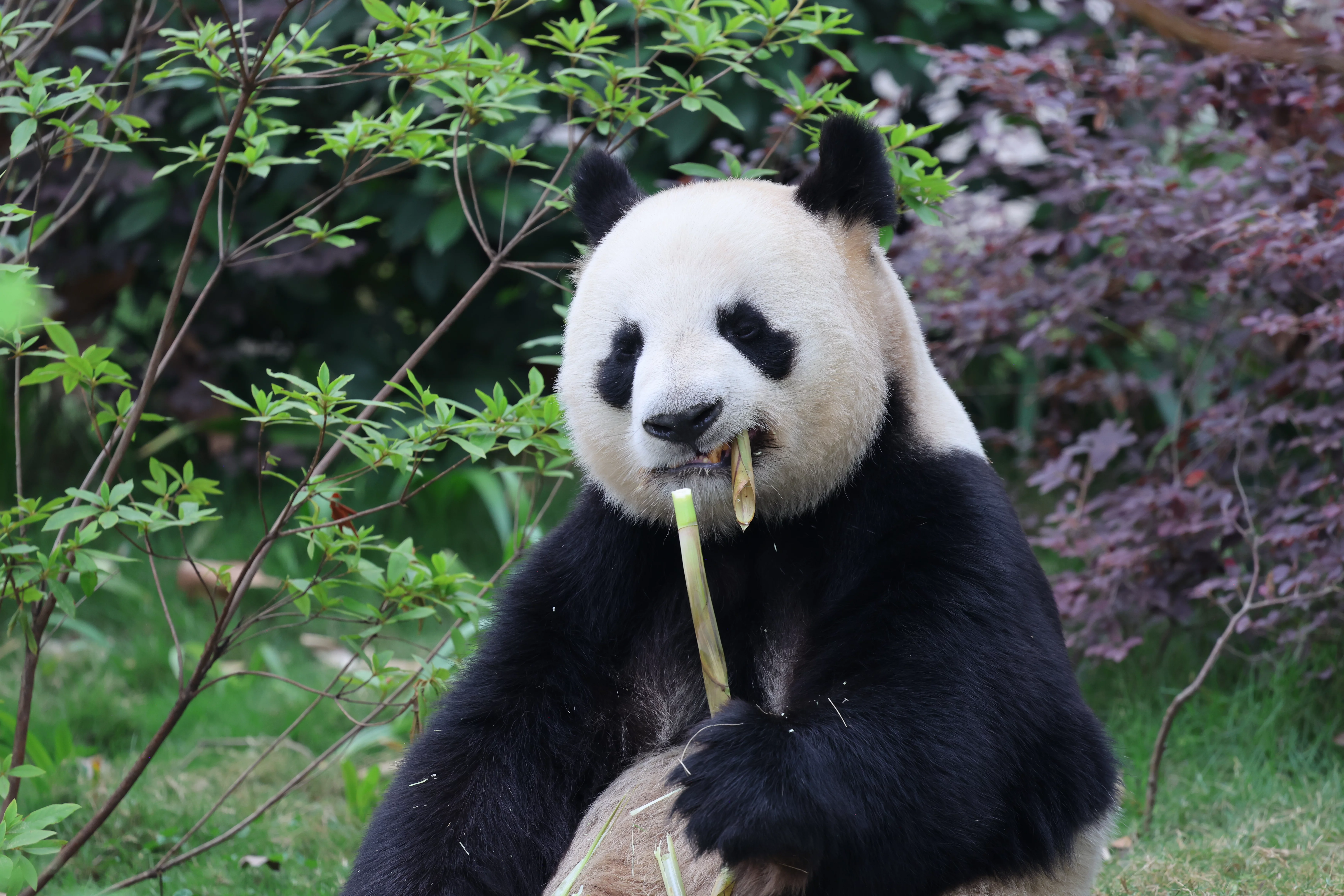 Chengdu Research Base of Giant Panda Breeding