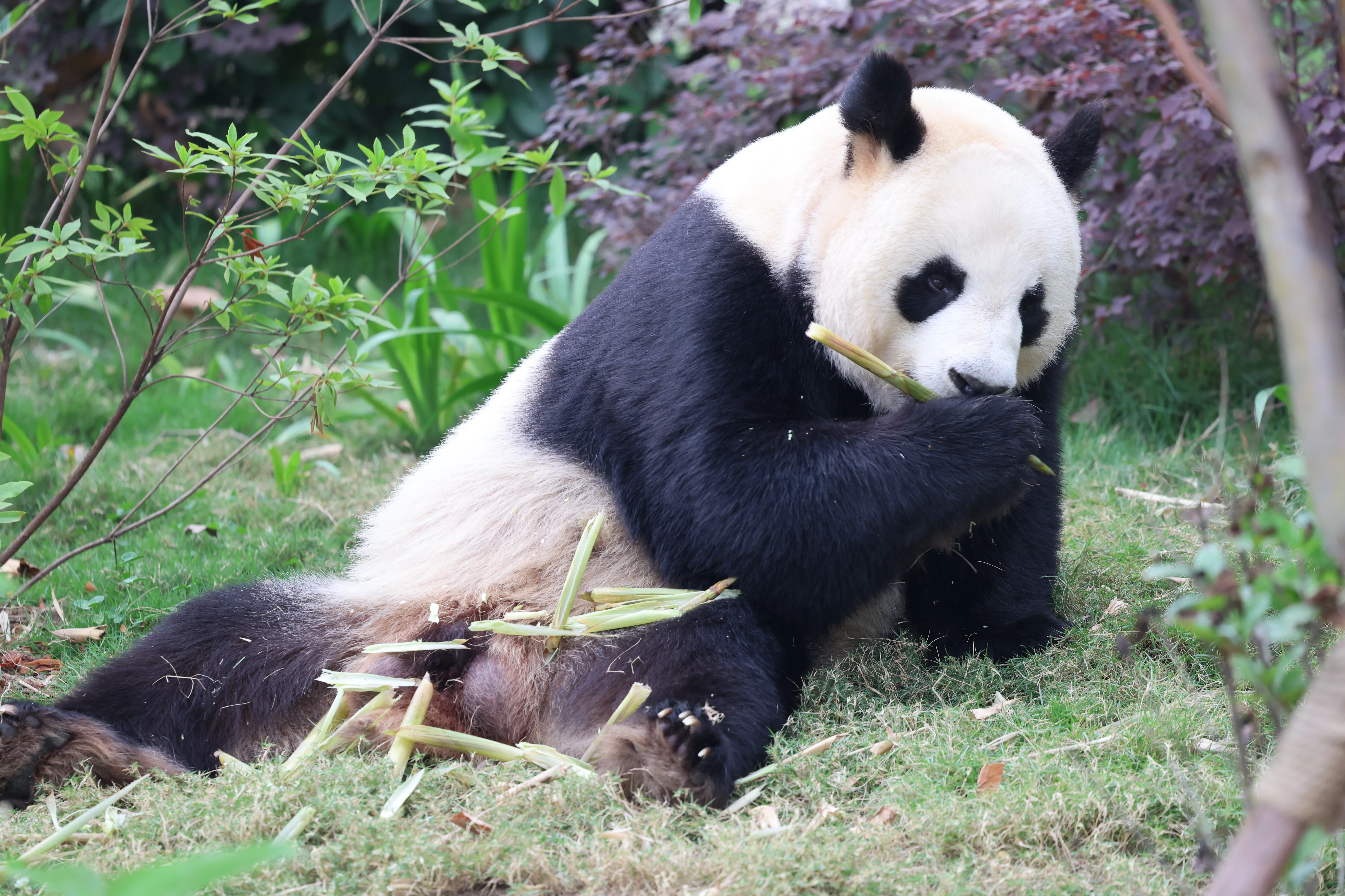 Chengdu Research Base of Giant Panda Breeding