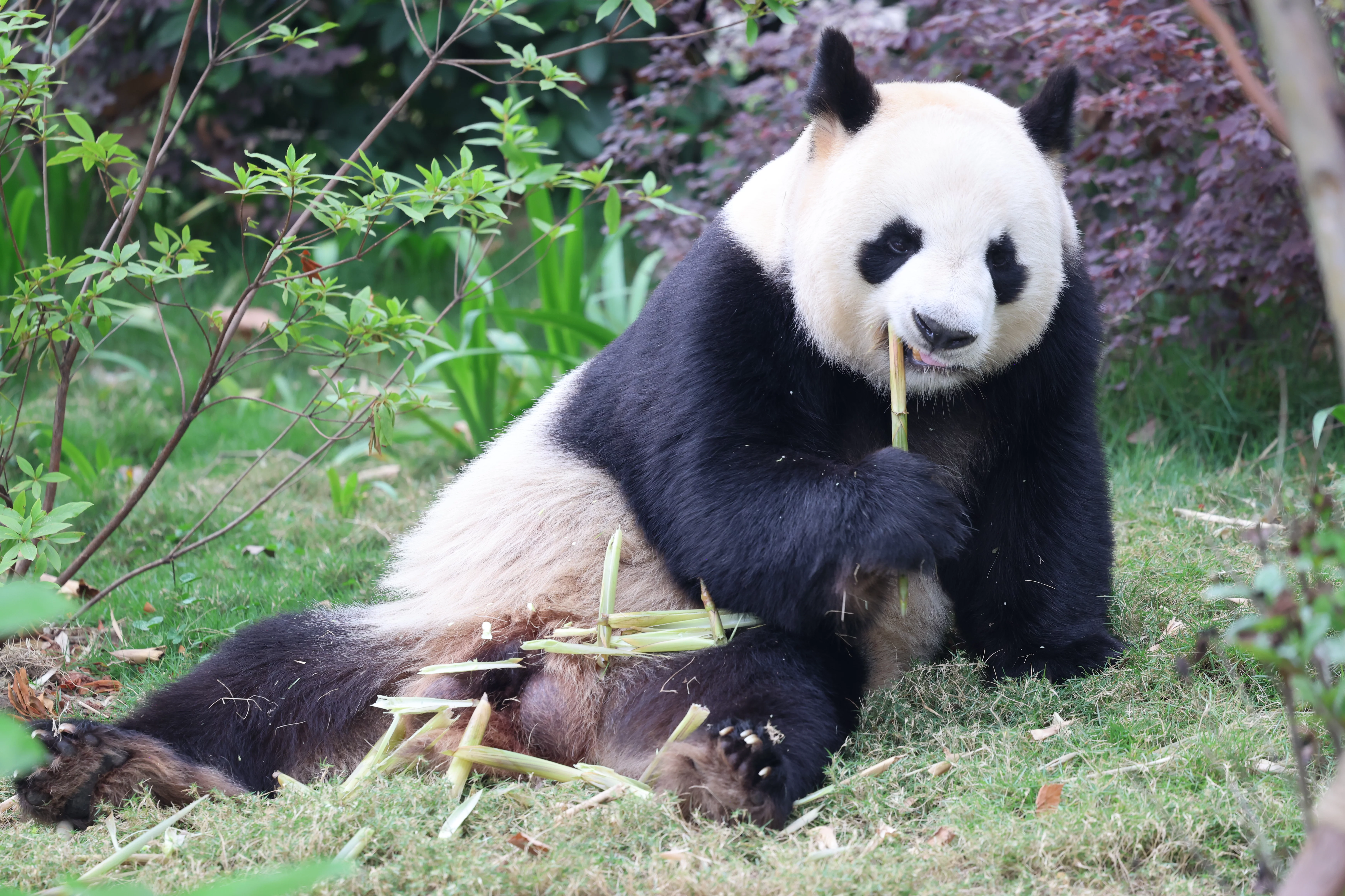 Chengdu Research Base of Giant Panda Breeding