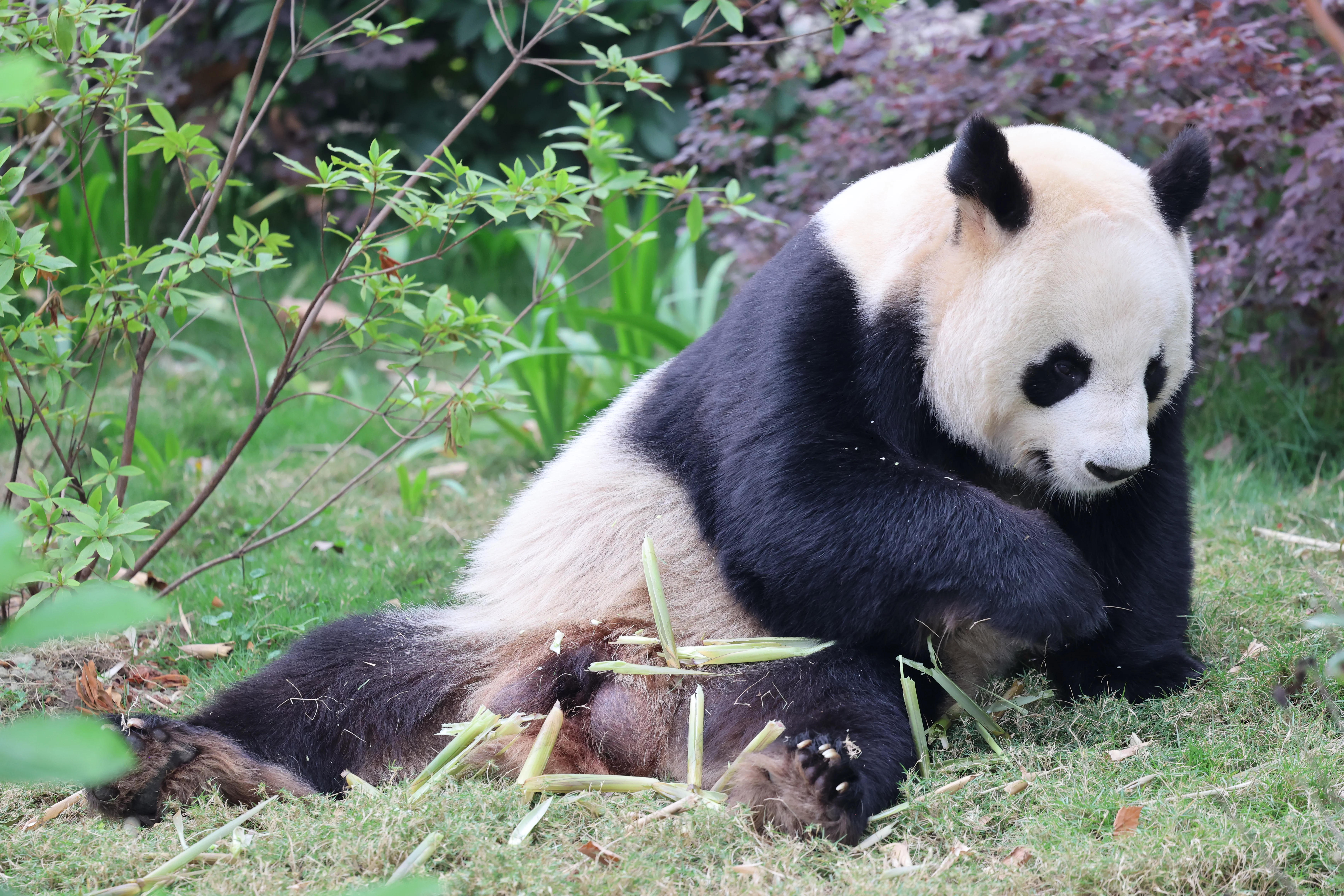 Chengdu Research Base of Giant Panda Breeding