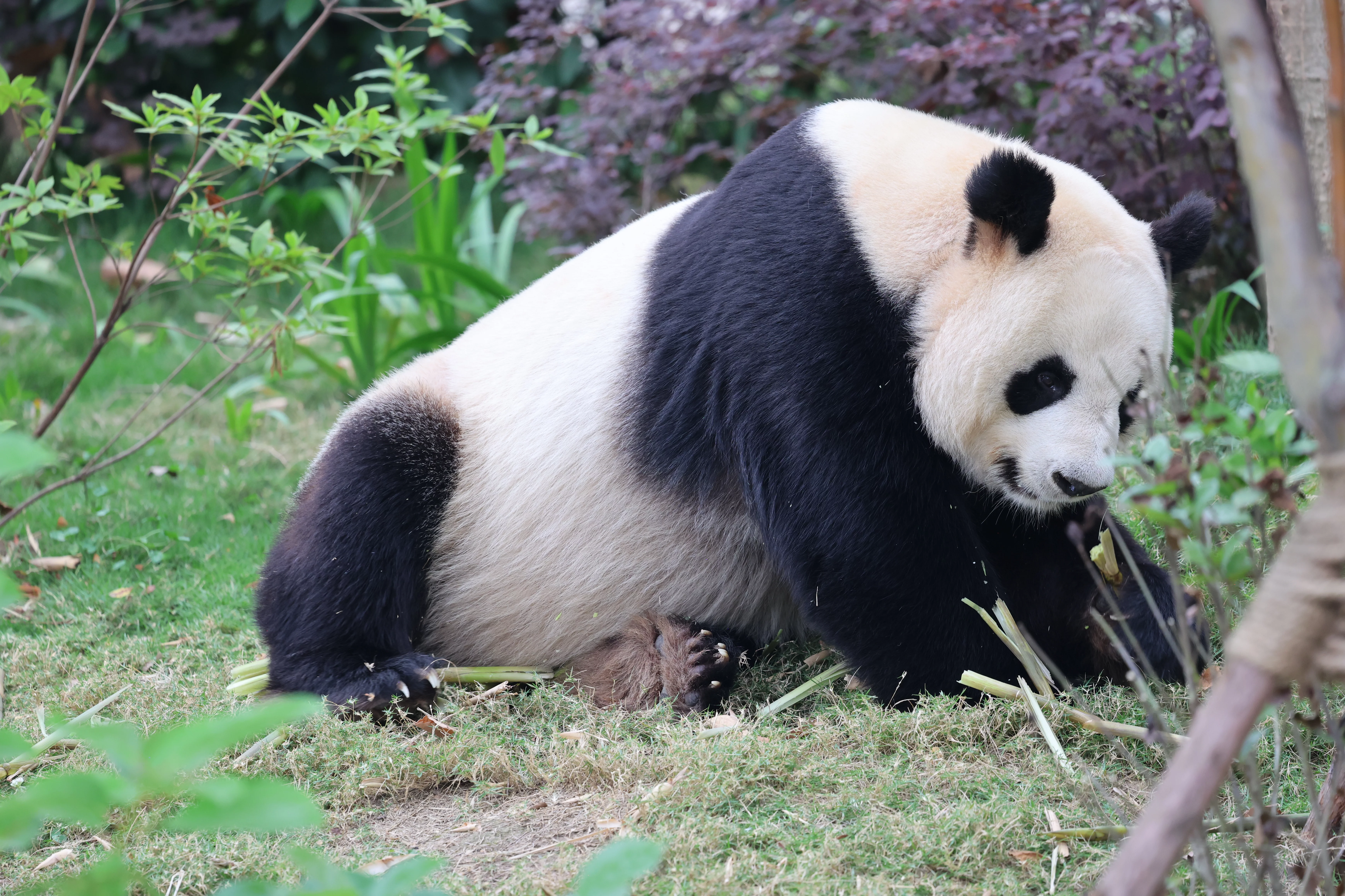 Chengdu Research Base of Giant Panda Breeding