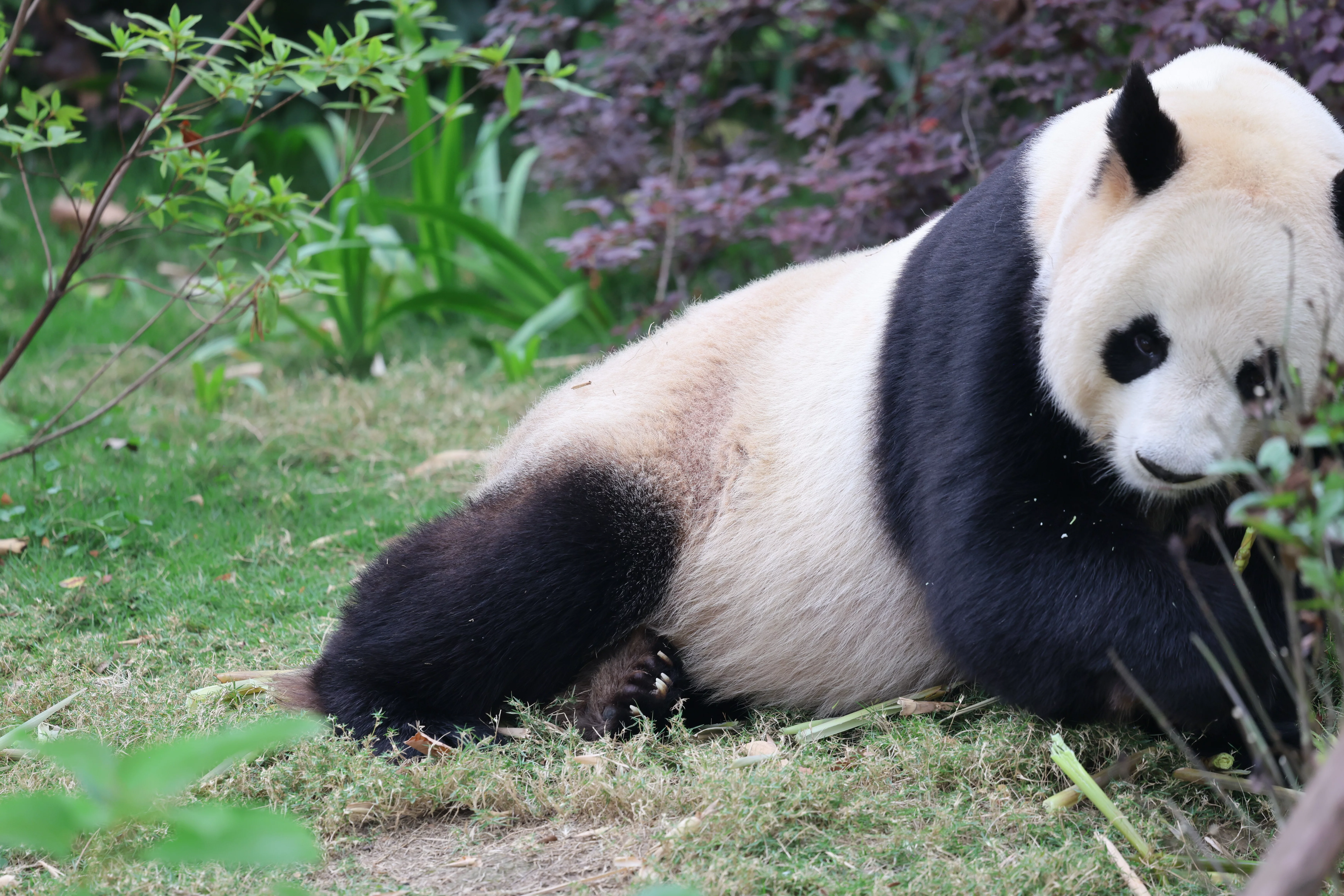 Chengdu Research Base of Giant Panda Breeding