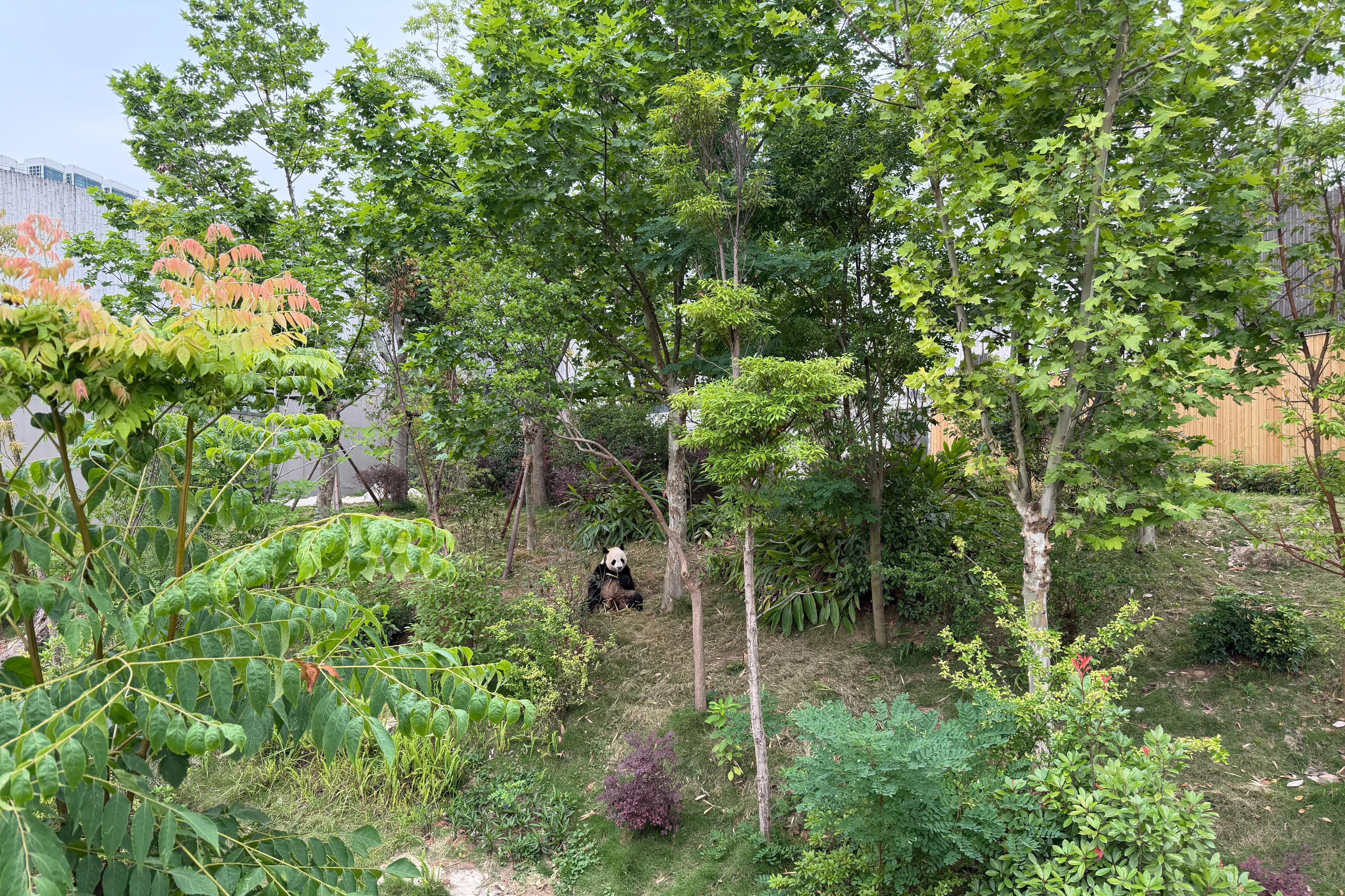 Chengdu Research Base of Giant Panda Breeding
