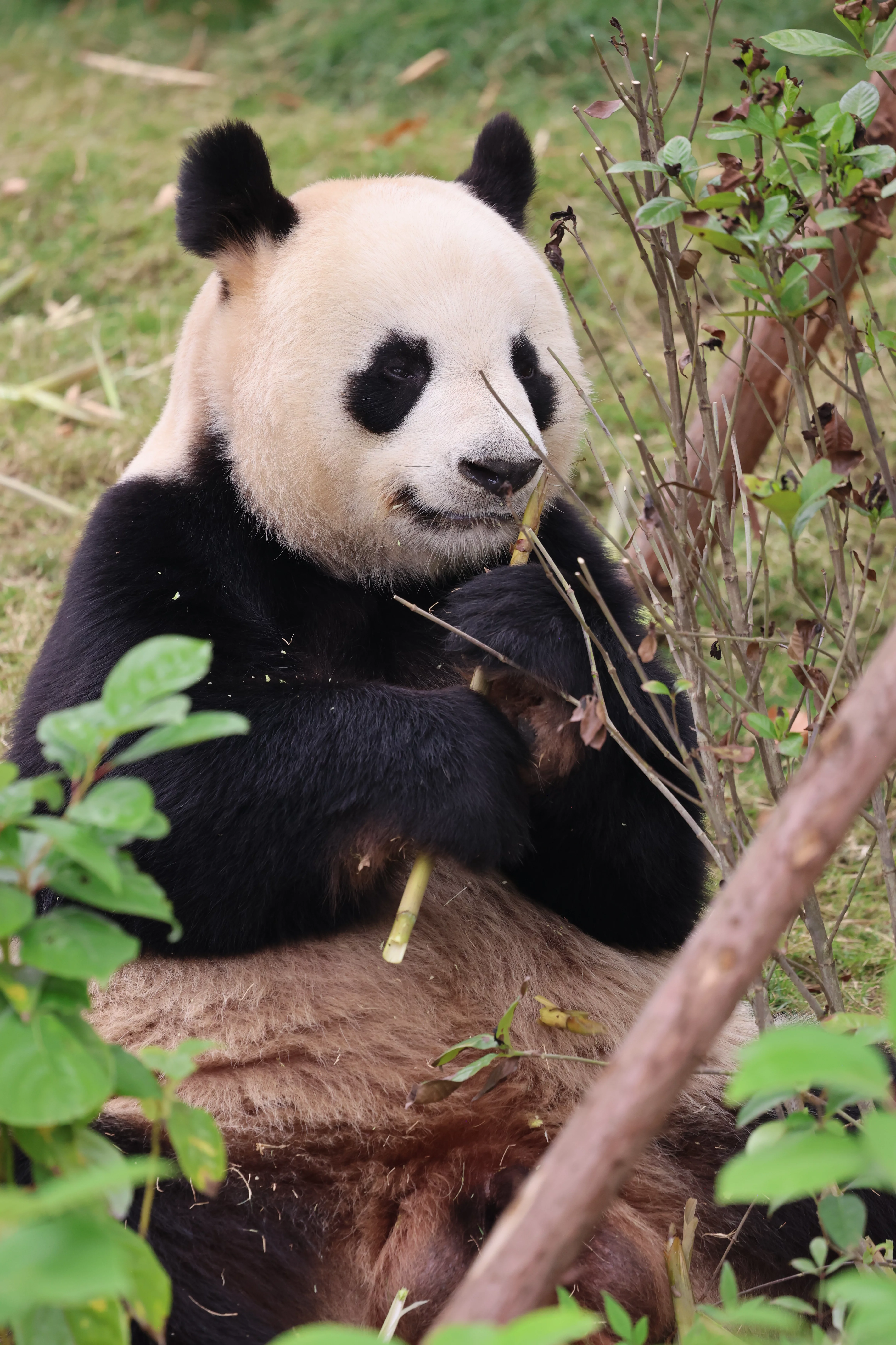 Chengdu Research Base of Giant Panda Breeding
