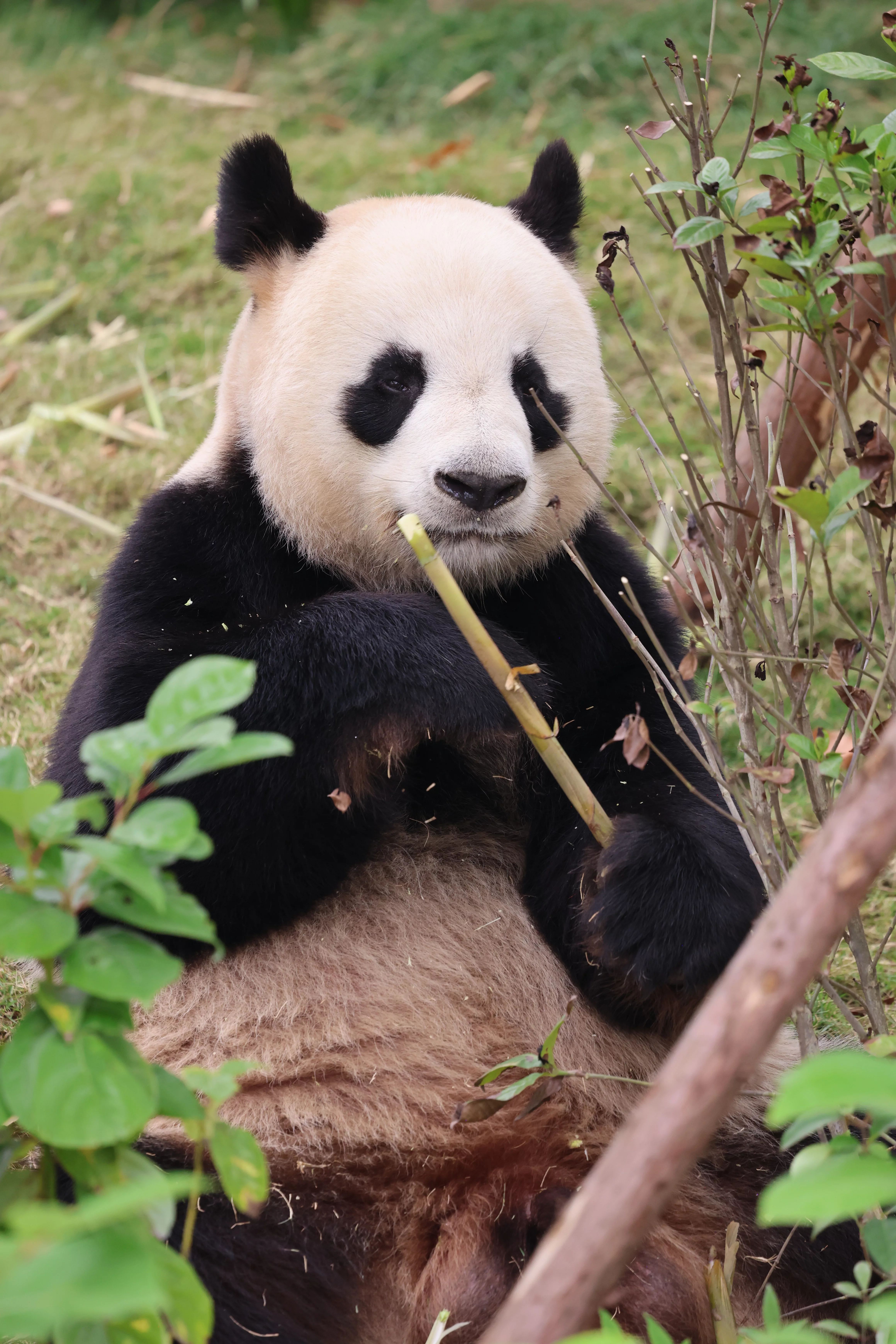 Chengdu Research Base of Giant Panda Breeding