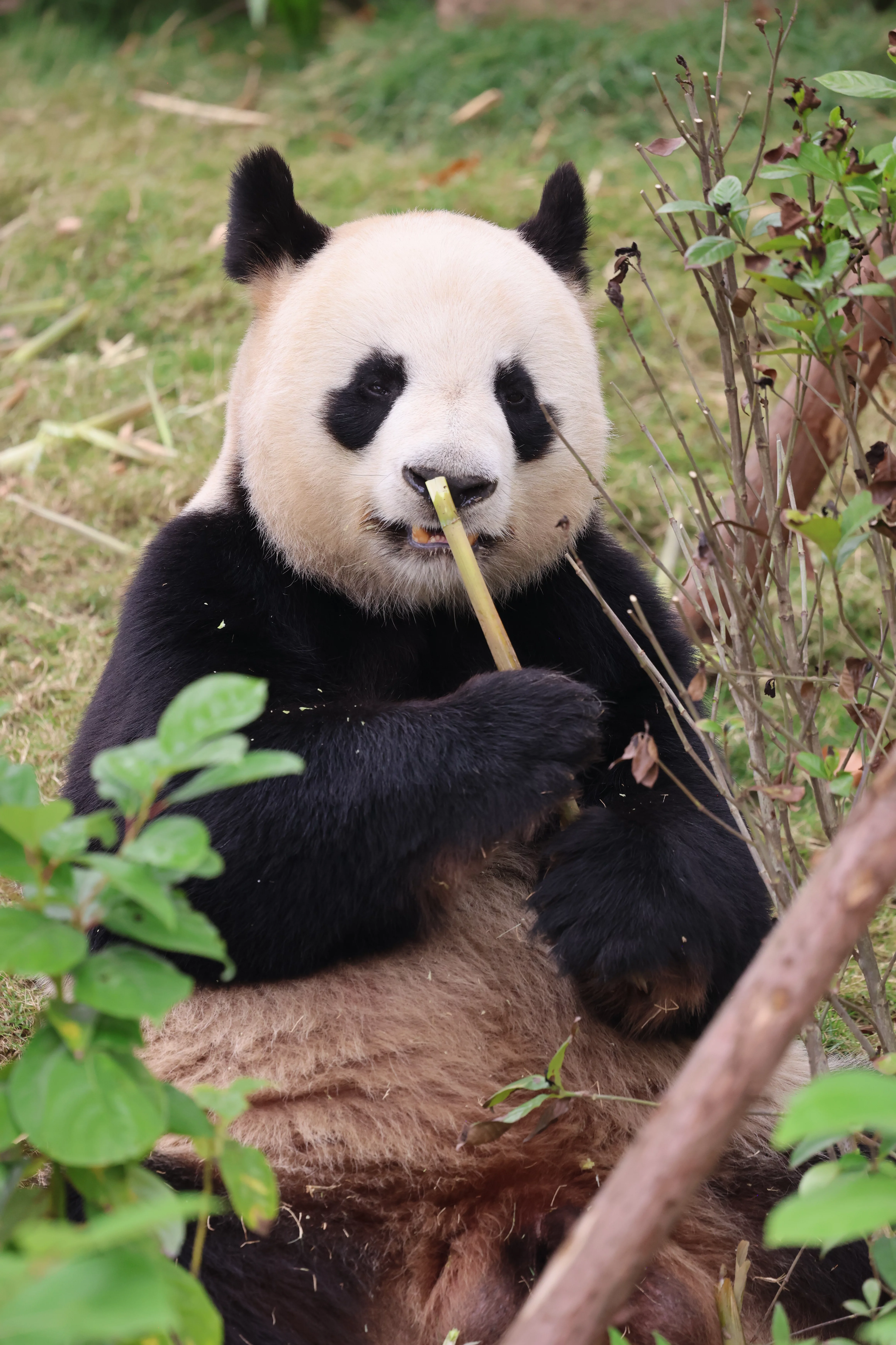 Chengdu Research Base of Giant Panda Breeding