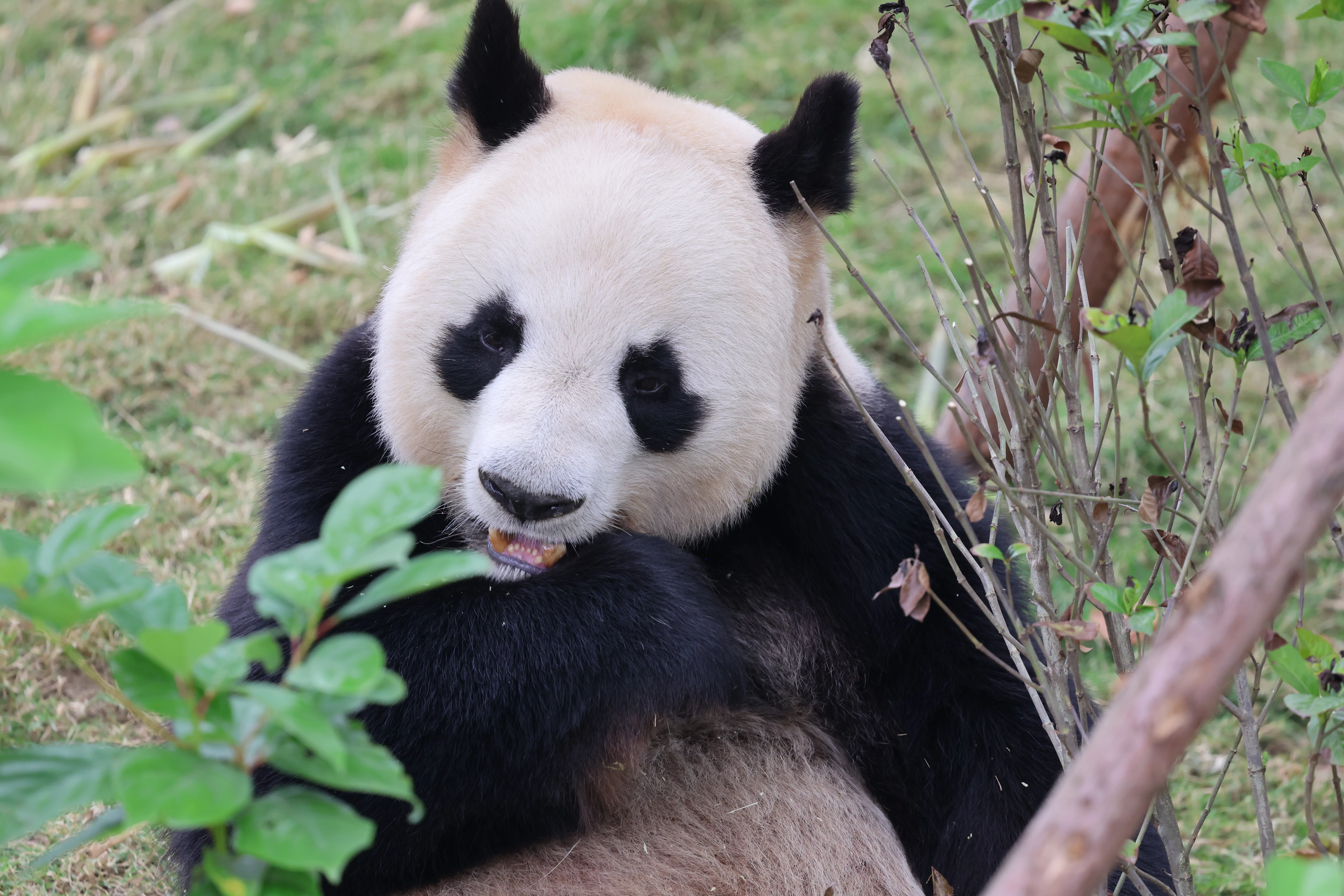 Chengdu Research Base of Giant Panda Breeding