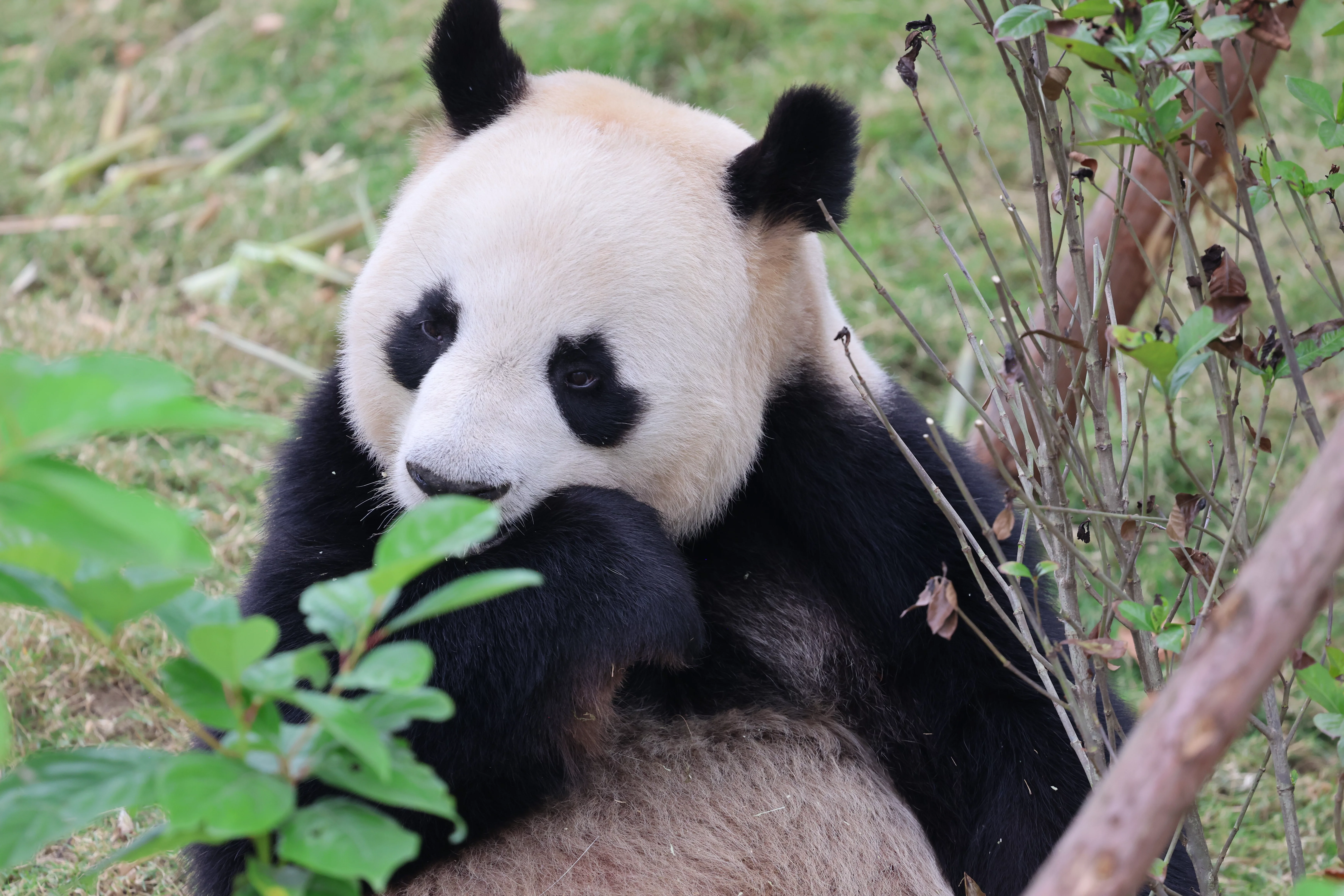Chengdu Research Base of Giant Panda Breeding