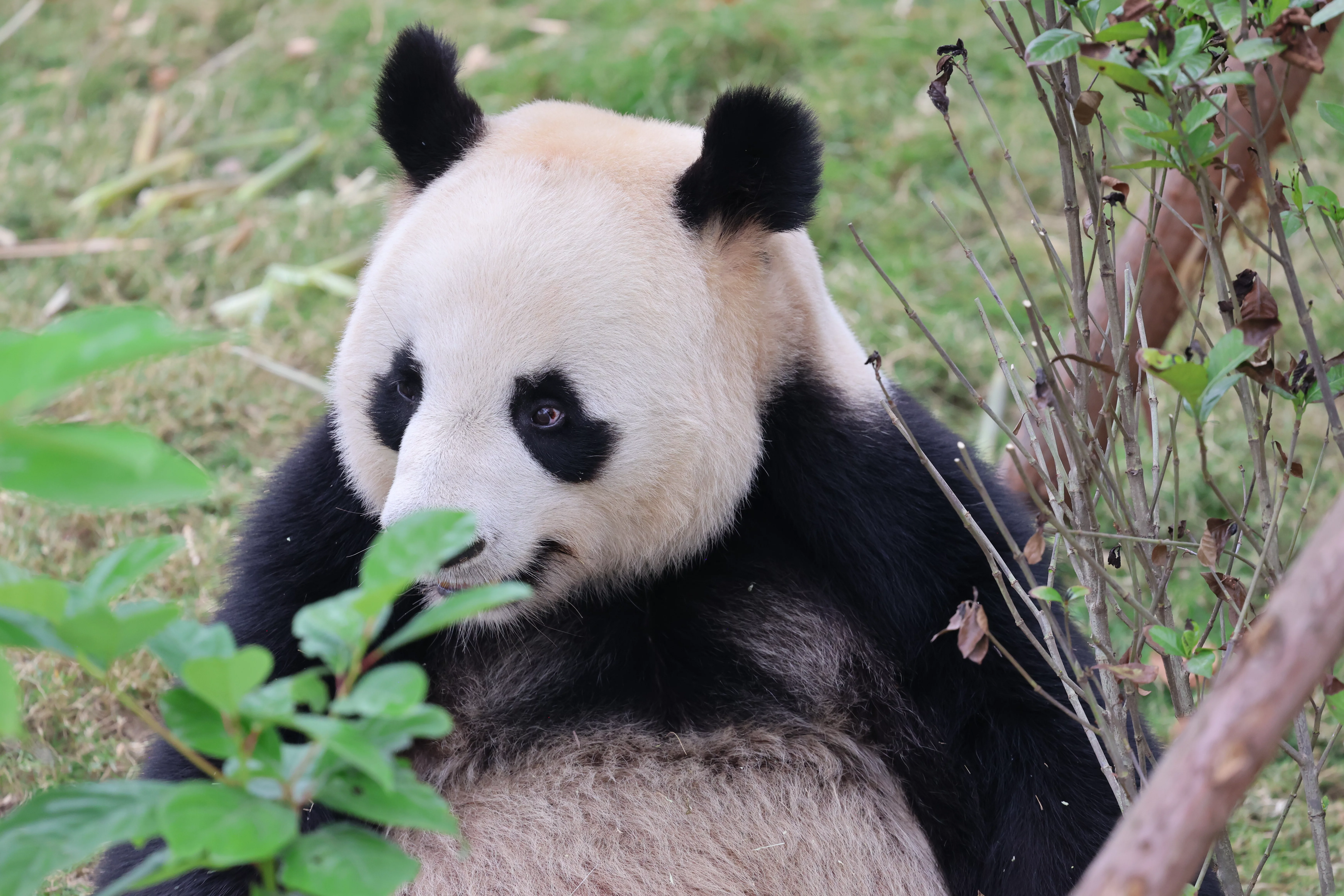 Chengdu Research Base of Giant Panda Breeding