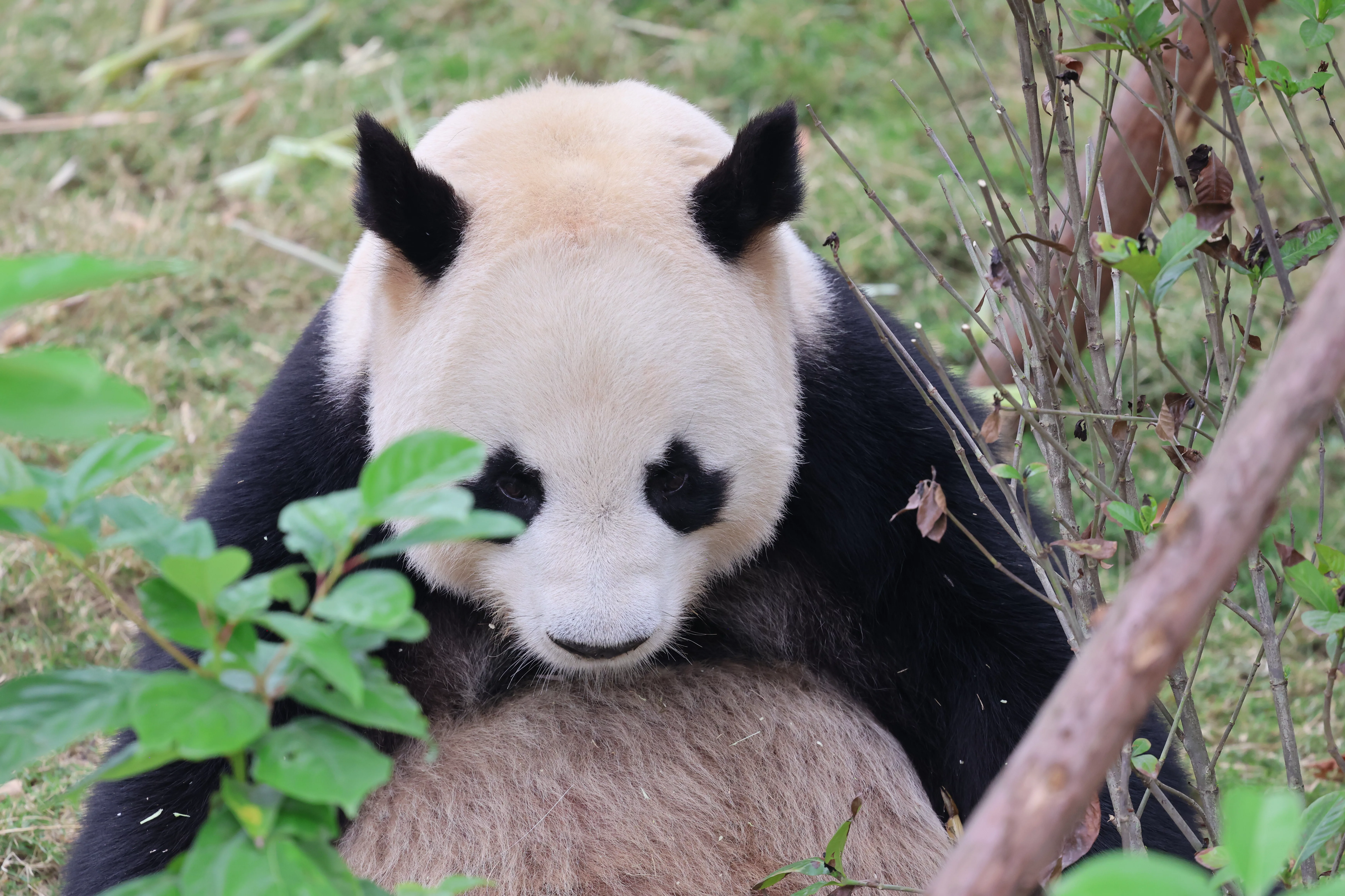 Chengdu Research Base of Giant Panda Breeding
