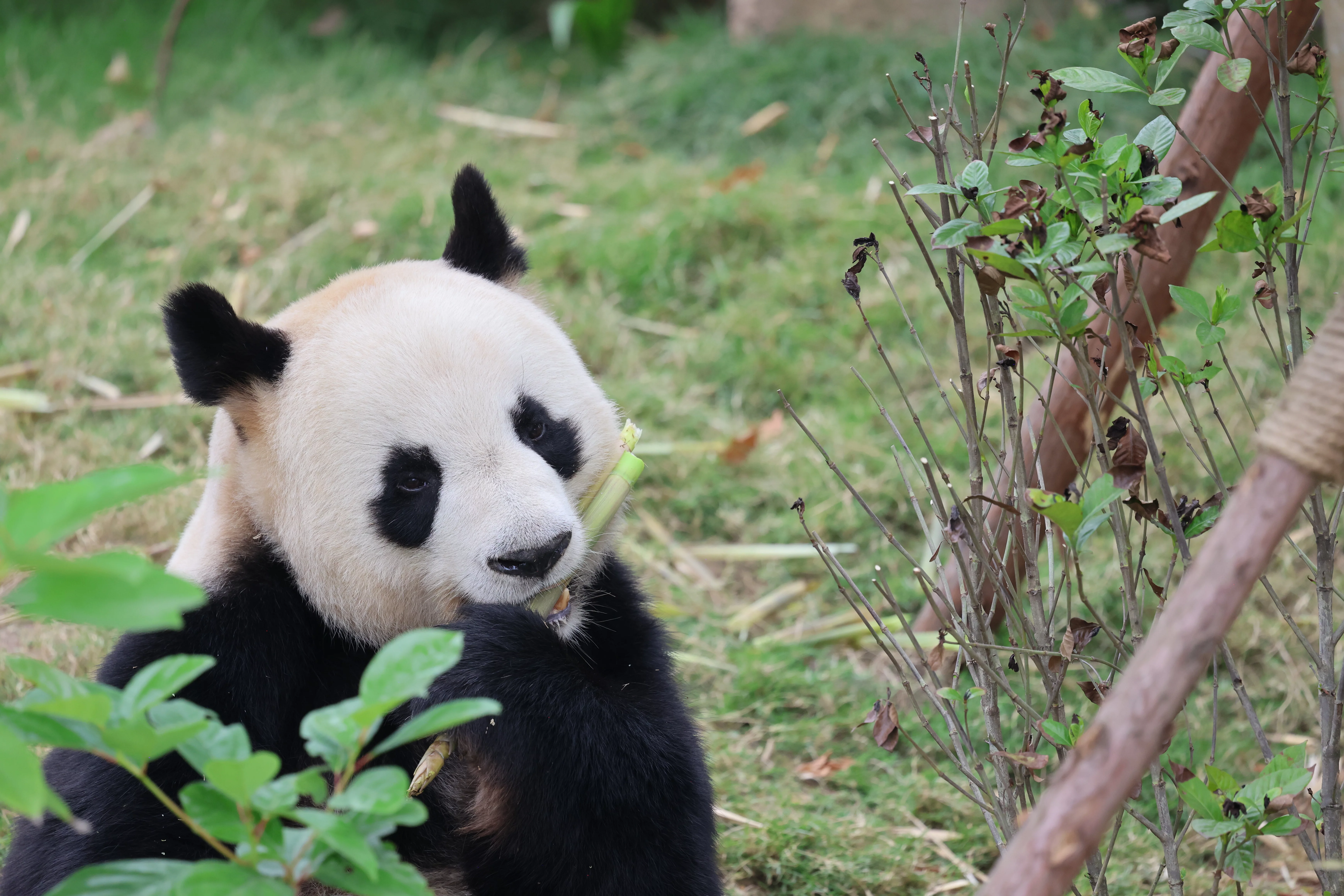 Chengdu Research Base of Giant Panda Breeding