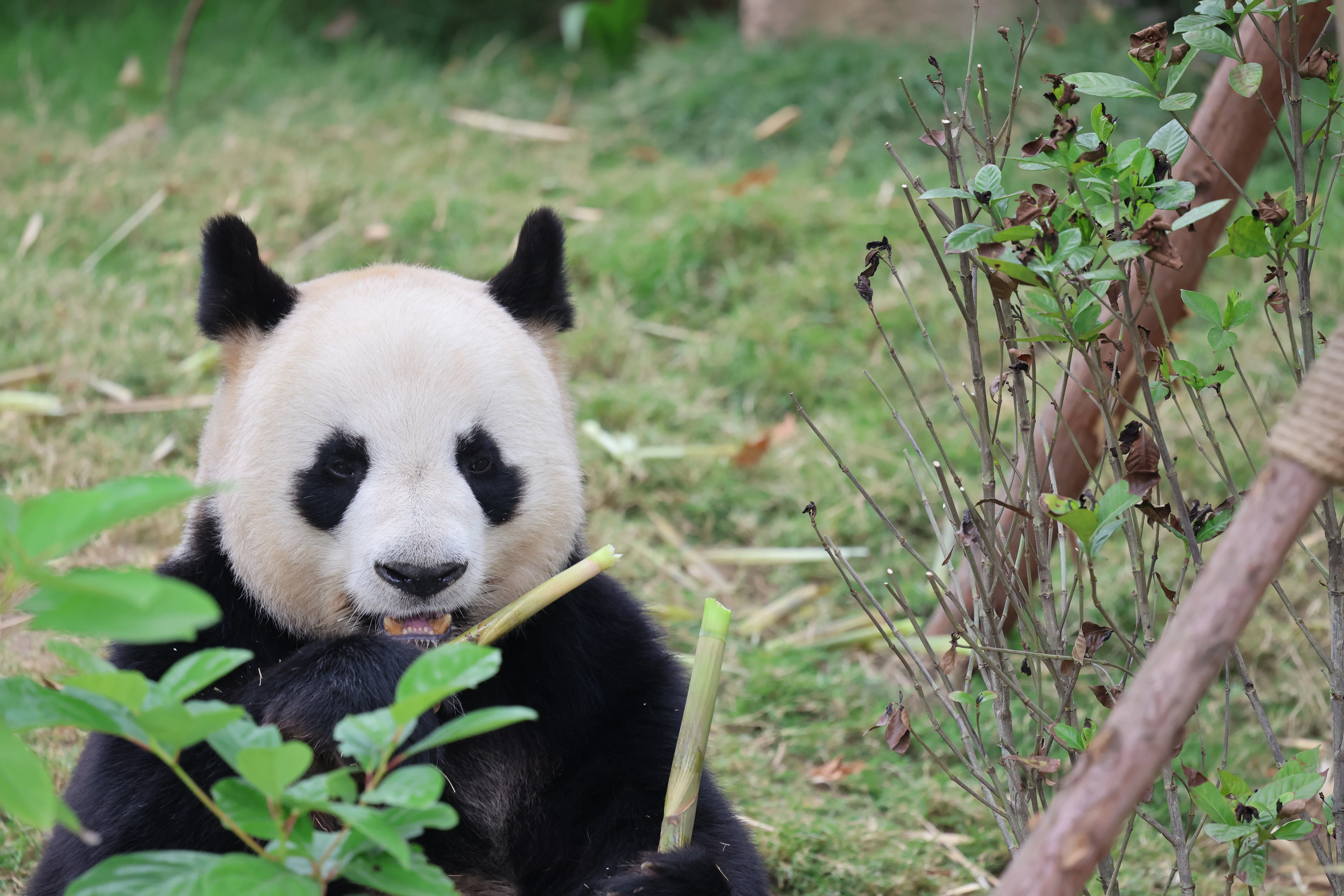 Chengdu Research Base of Giant Panda Breeding