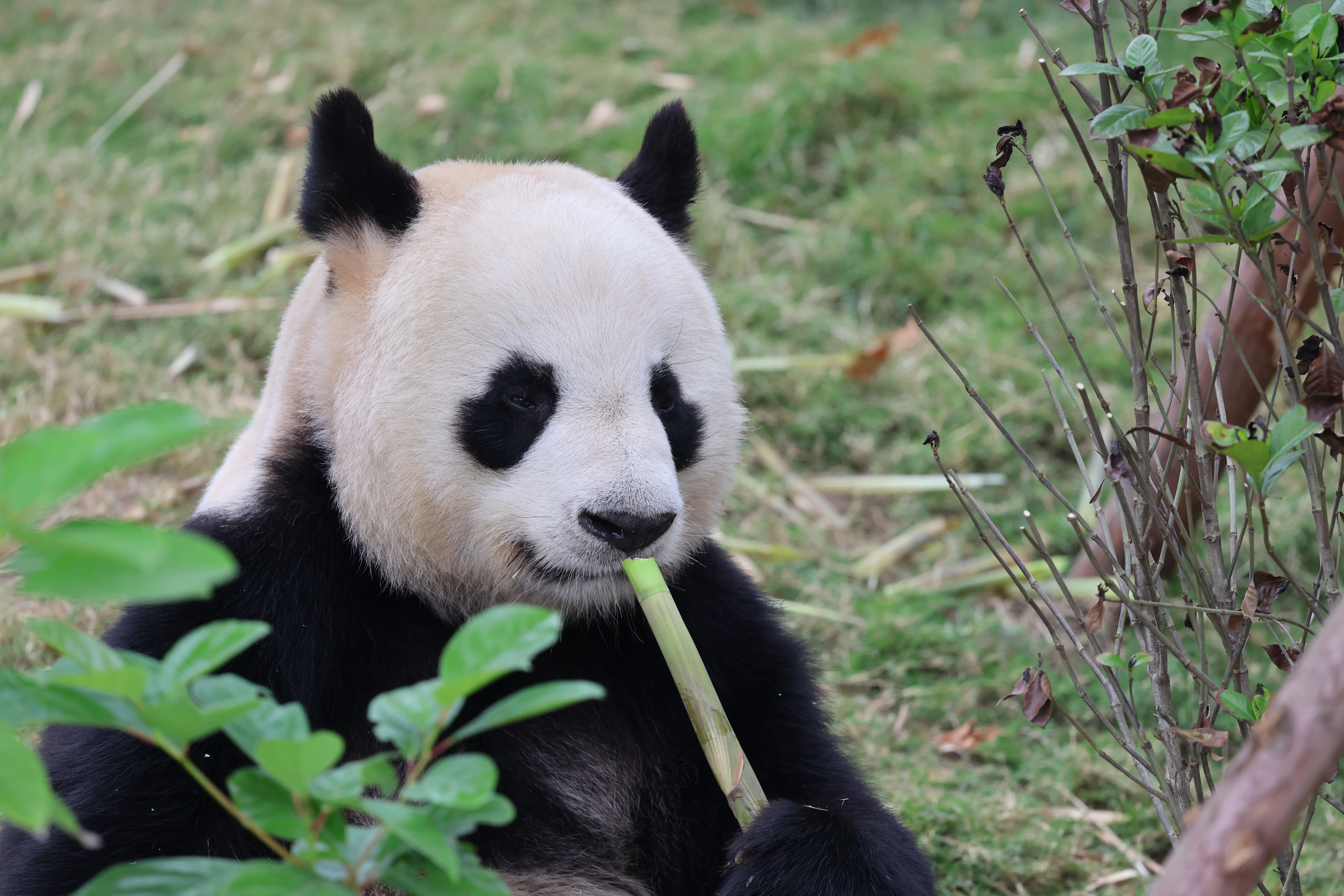 Chengdu Research Base of Giant Panda Breeding