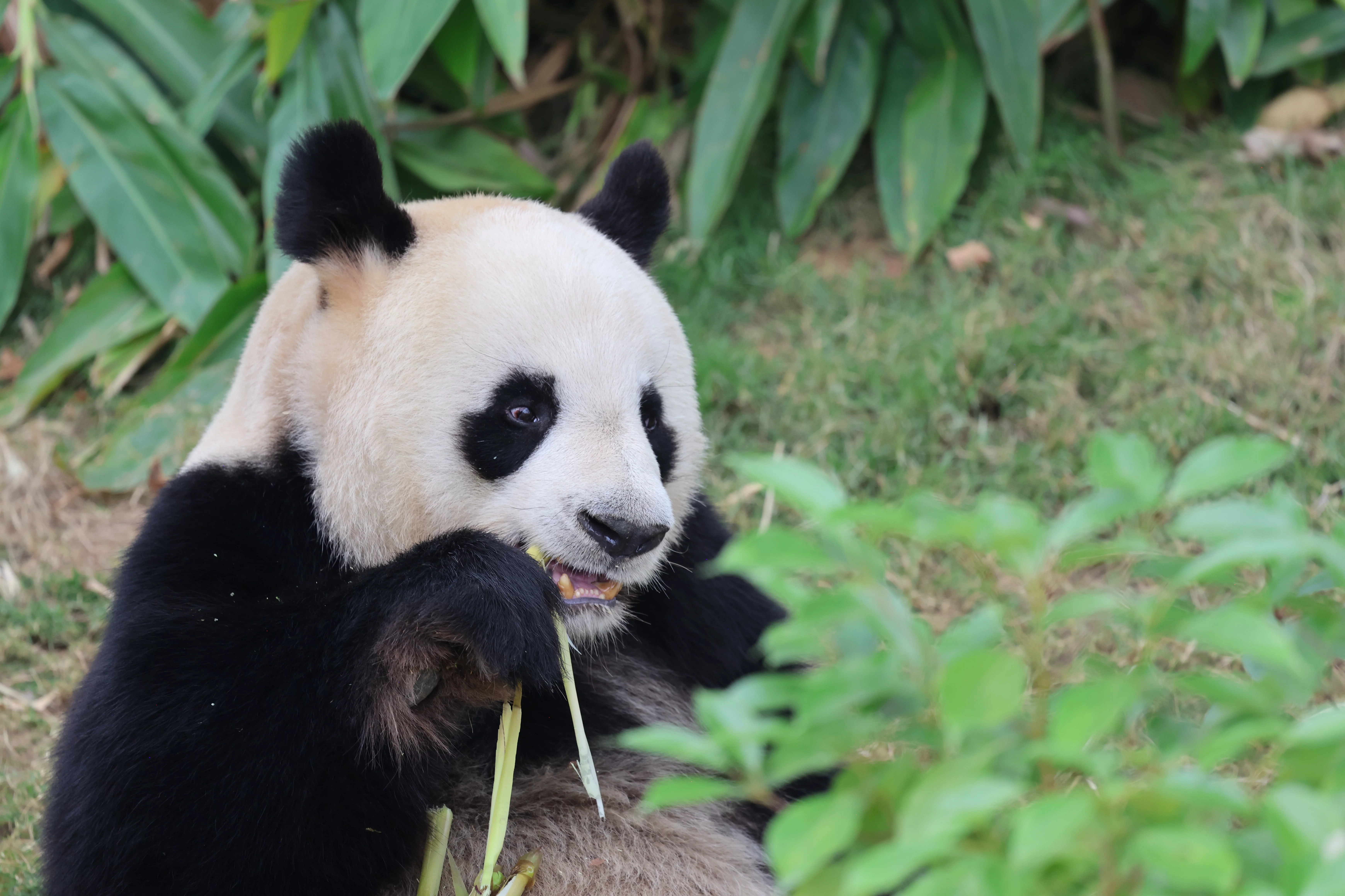 Chengdu Research Base of Giant Panda Breeding