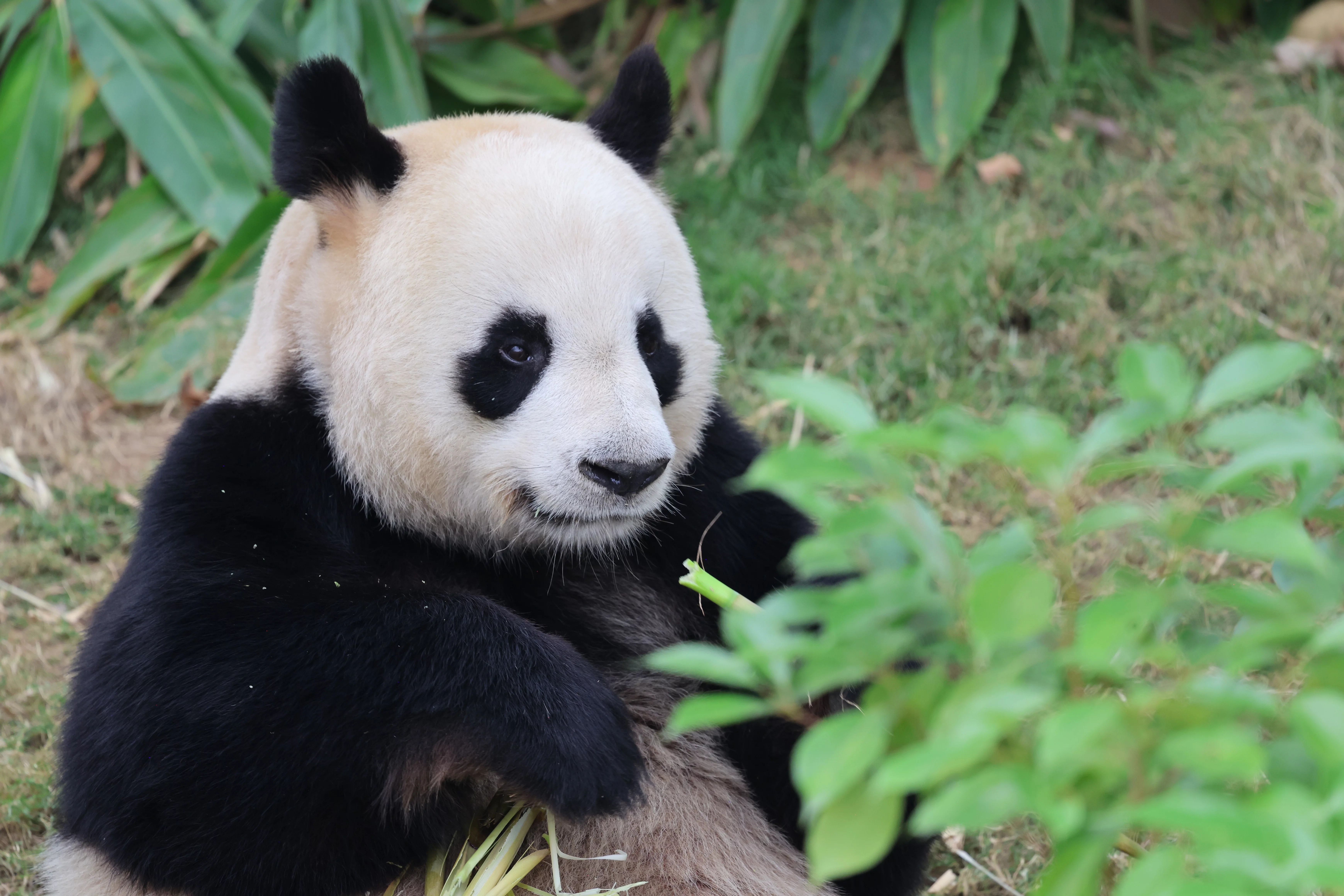 Chengdu Research Base of Giant Panda Breeding