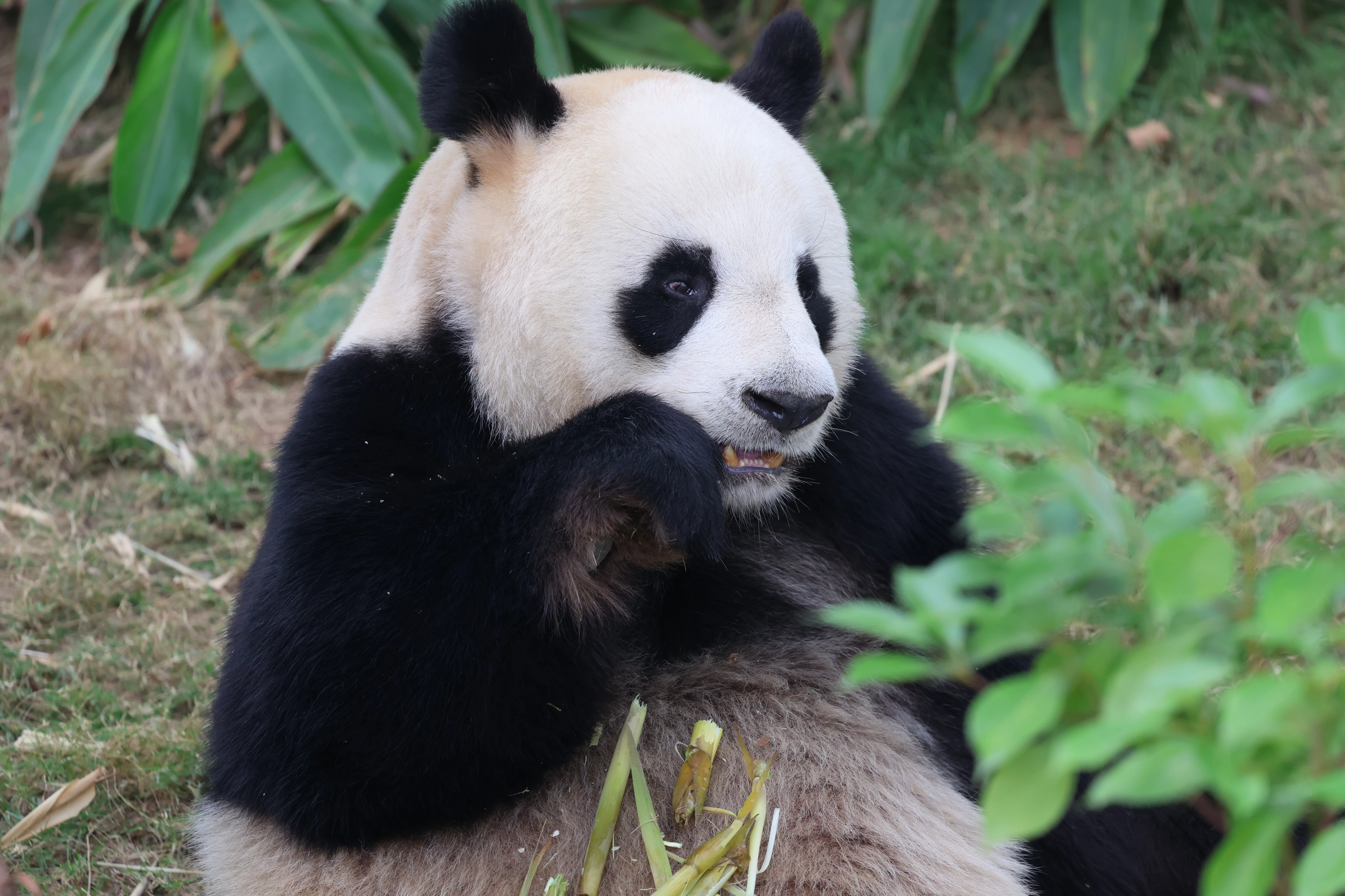 Chengdu Research Base of Giant Panda Breeding