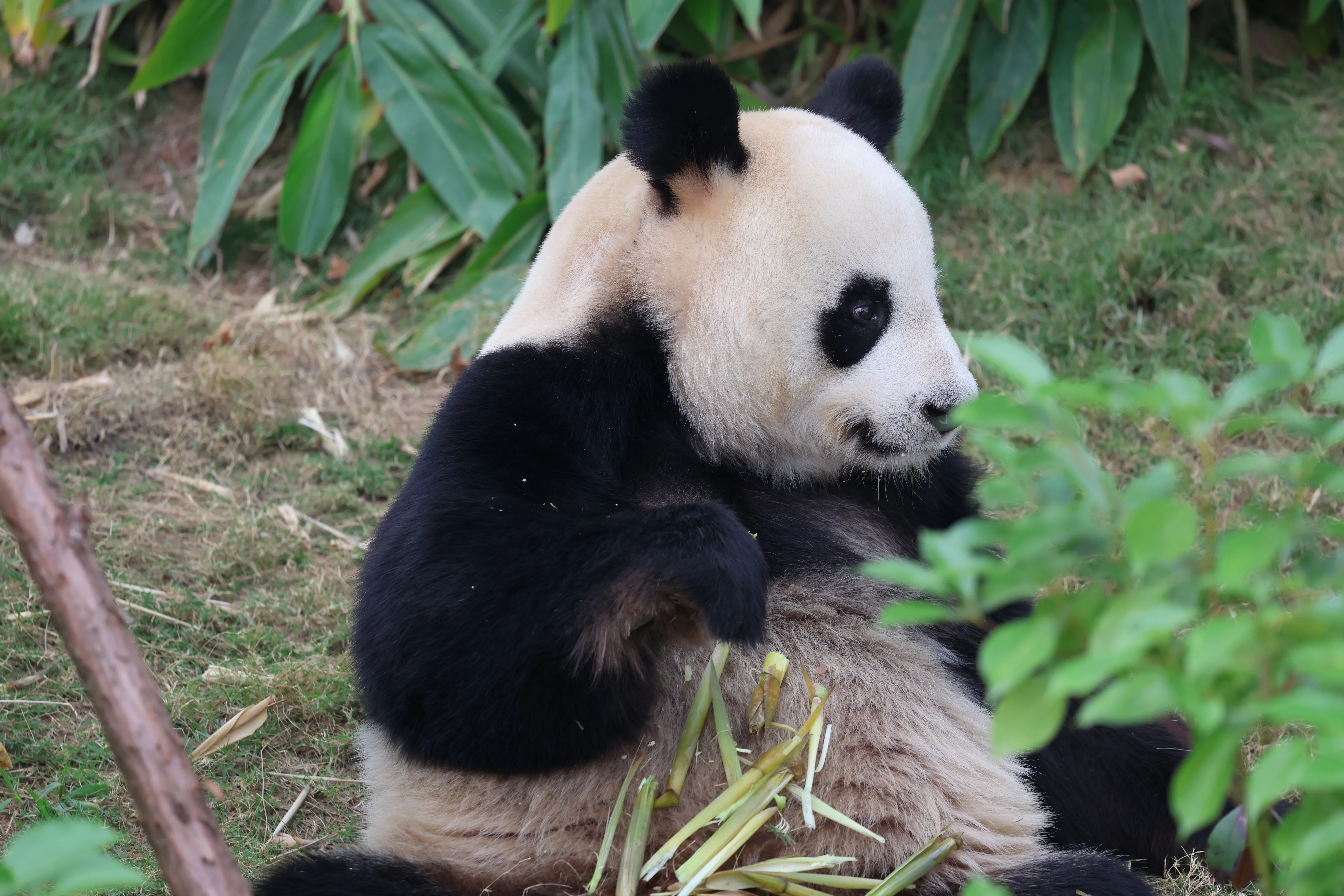 Chengdu Research Base of Giant Panda Breeding