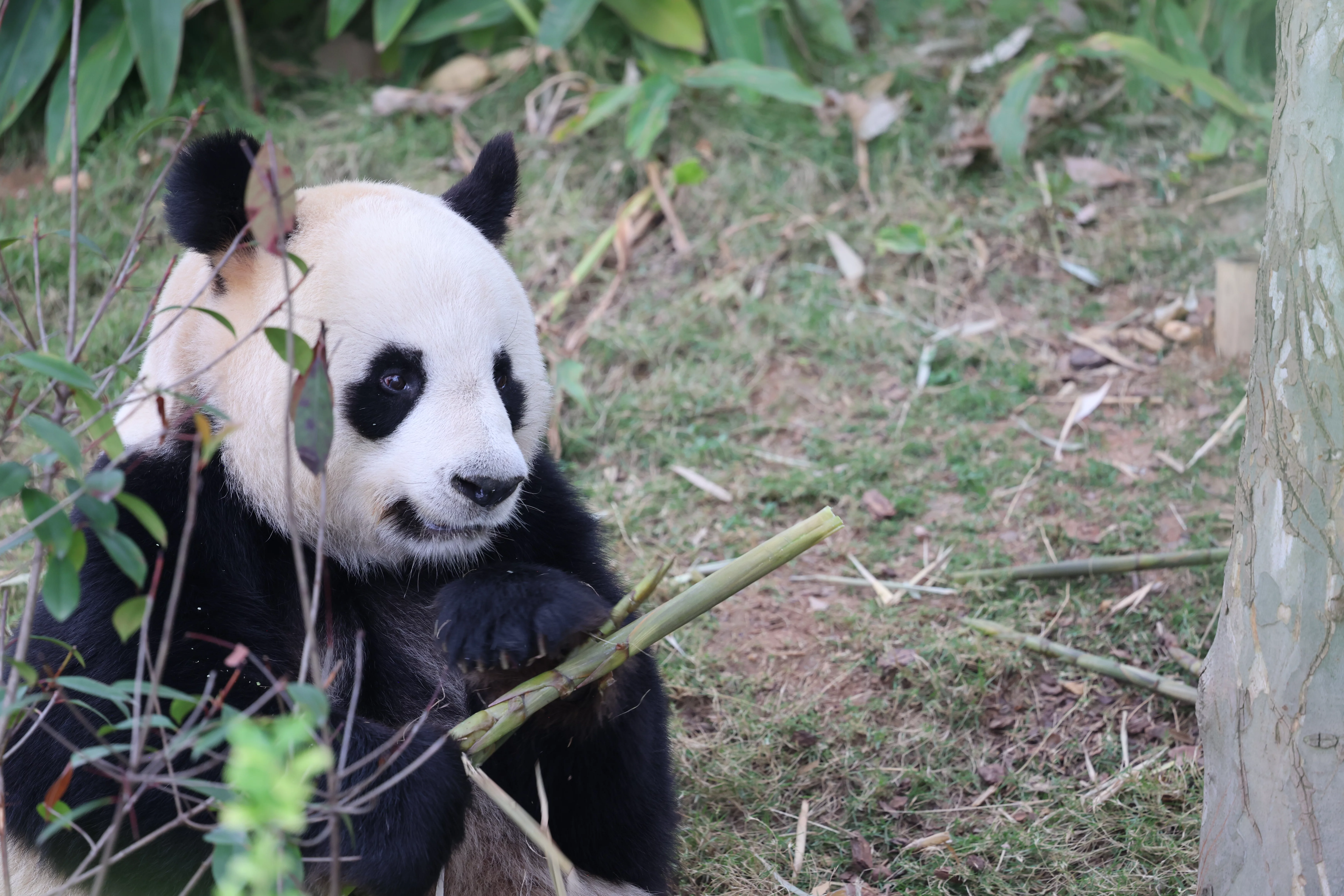 Chengdu Research Base of Giant Panda Breeding