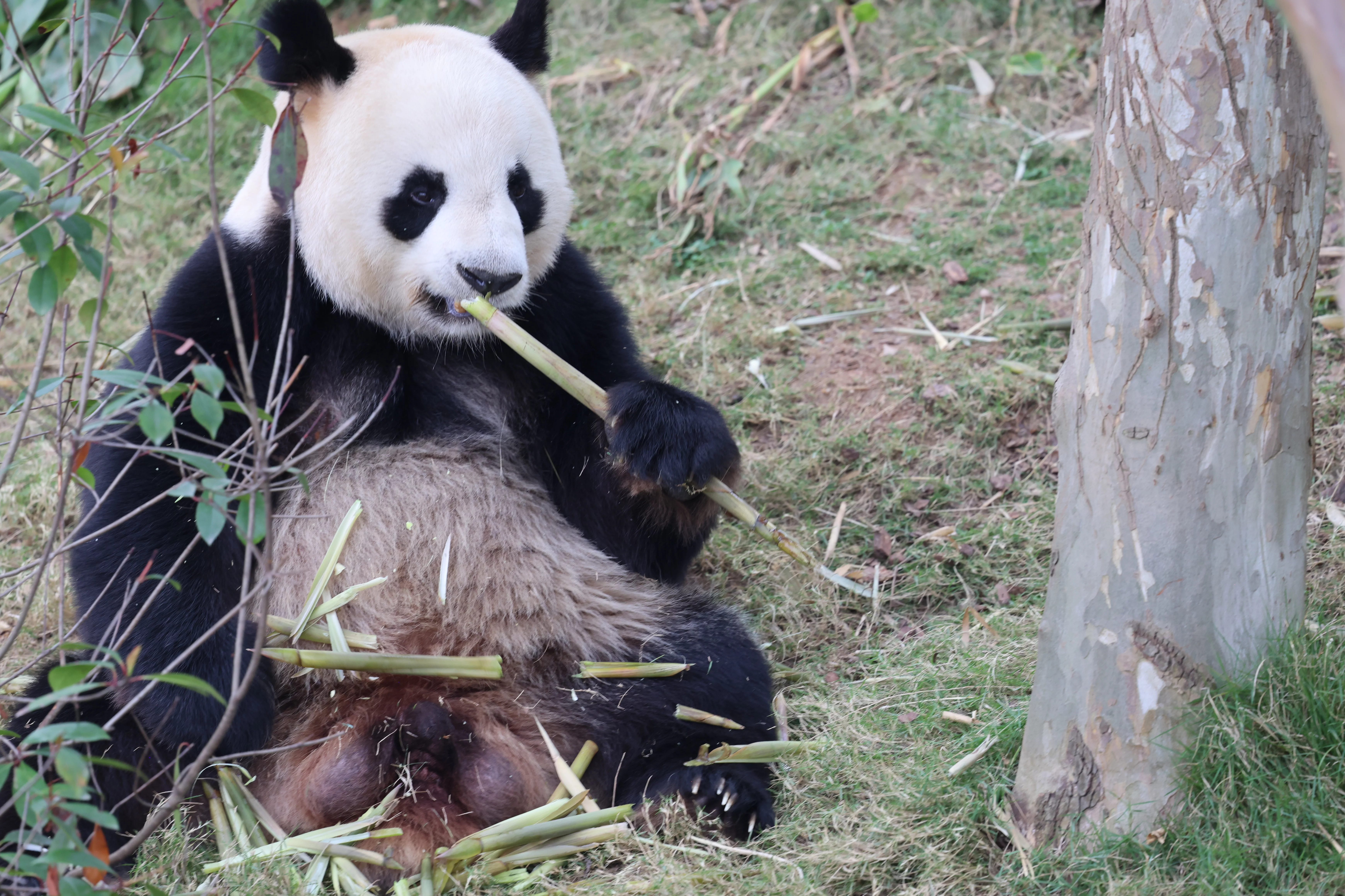 Chengdu Research Base of Giant Panda Breeding