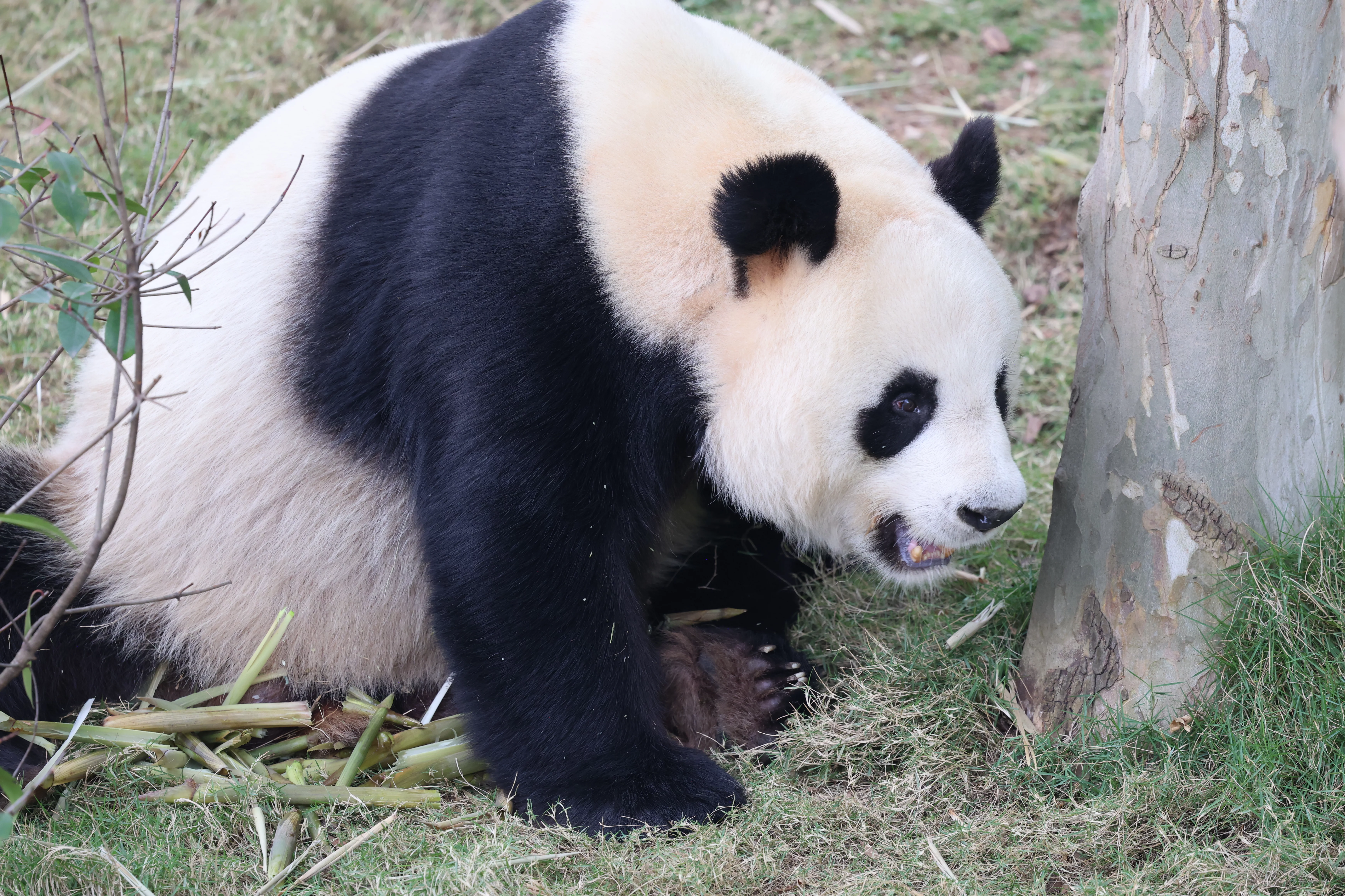 Chengdu Research Base of Giant Panda Breeding