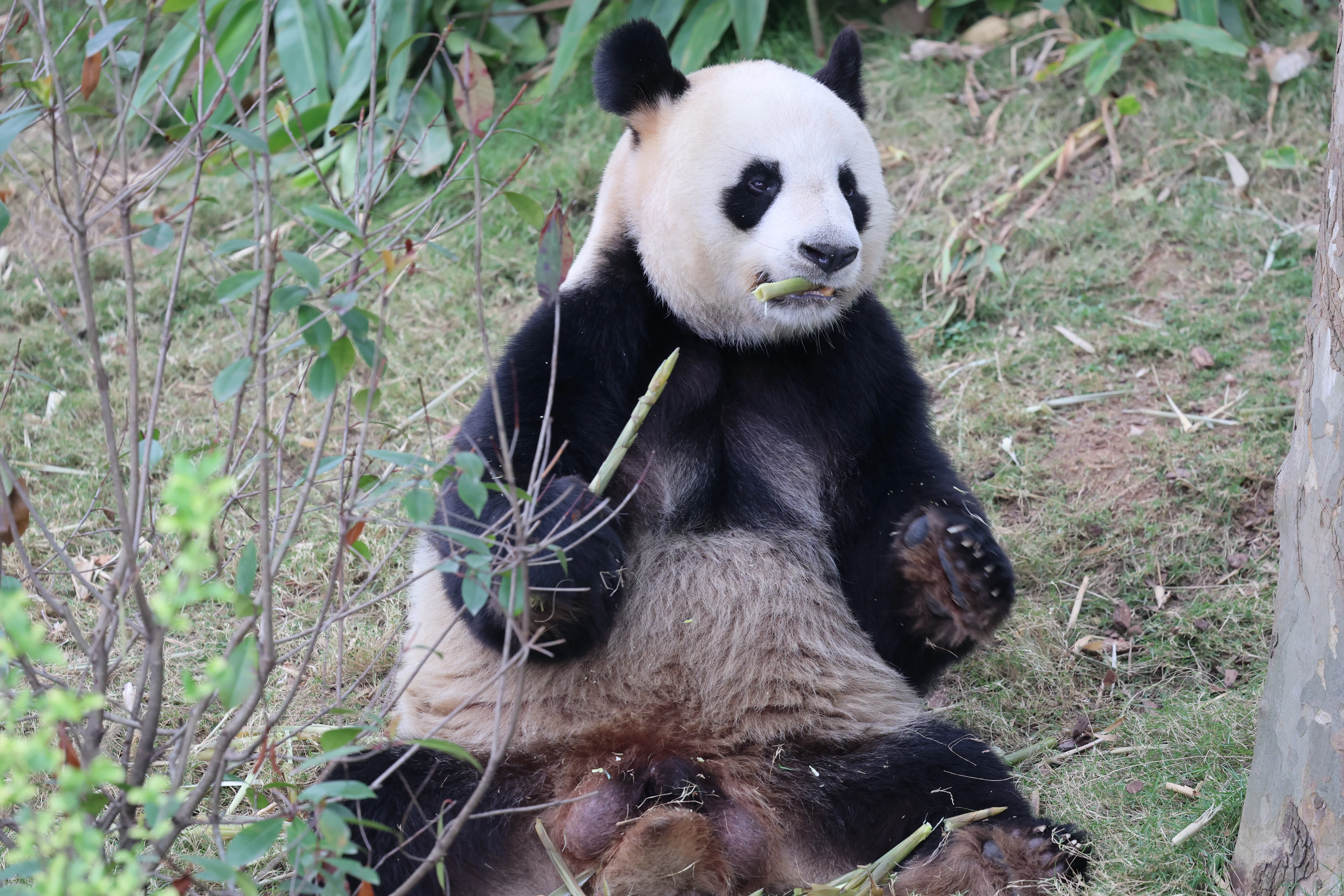 Chengdu Research Base of Giant Panda Breeding