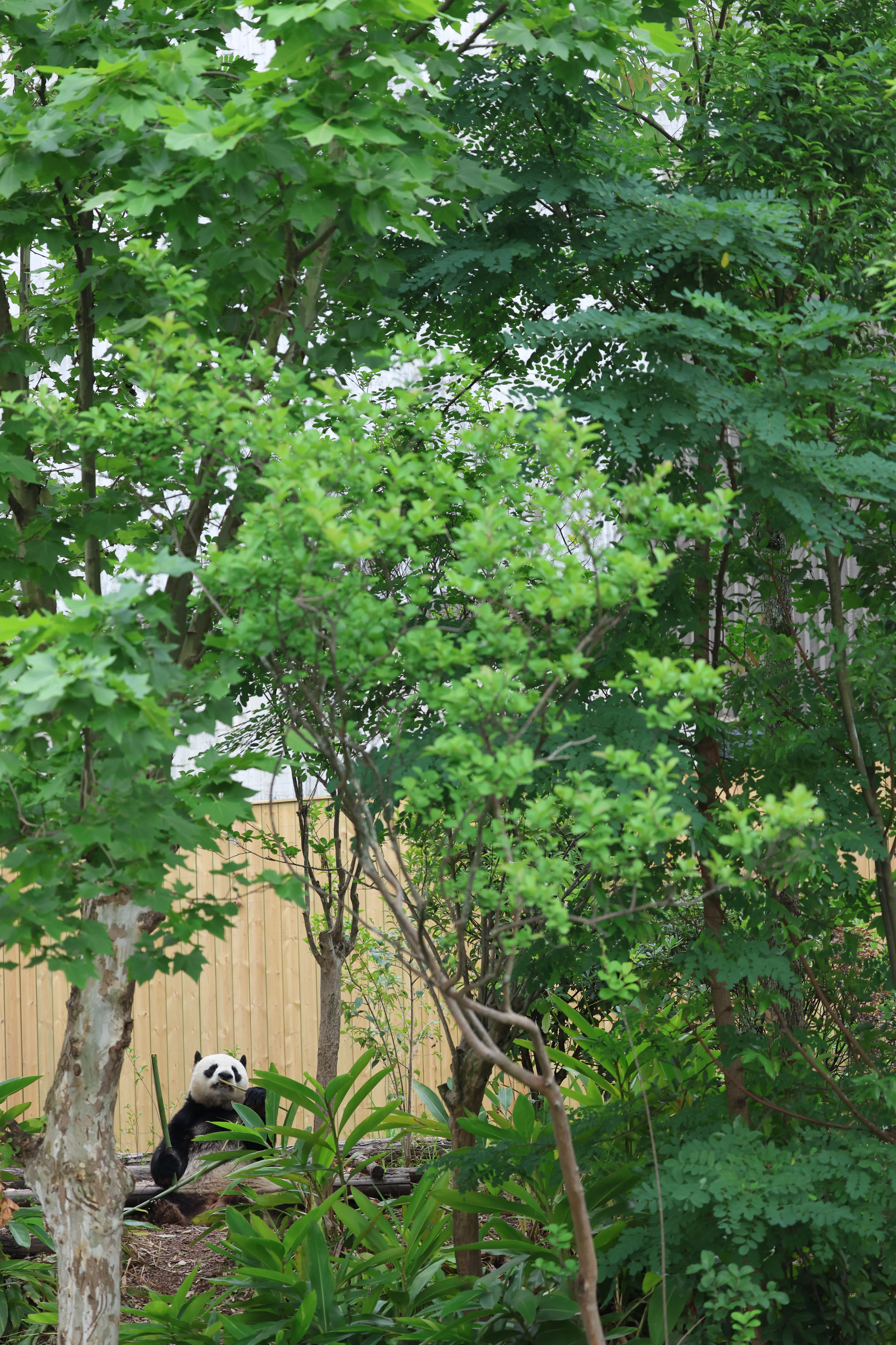 Chengdu Research Base of Giant Panda Breeding