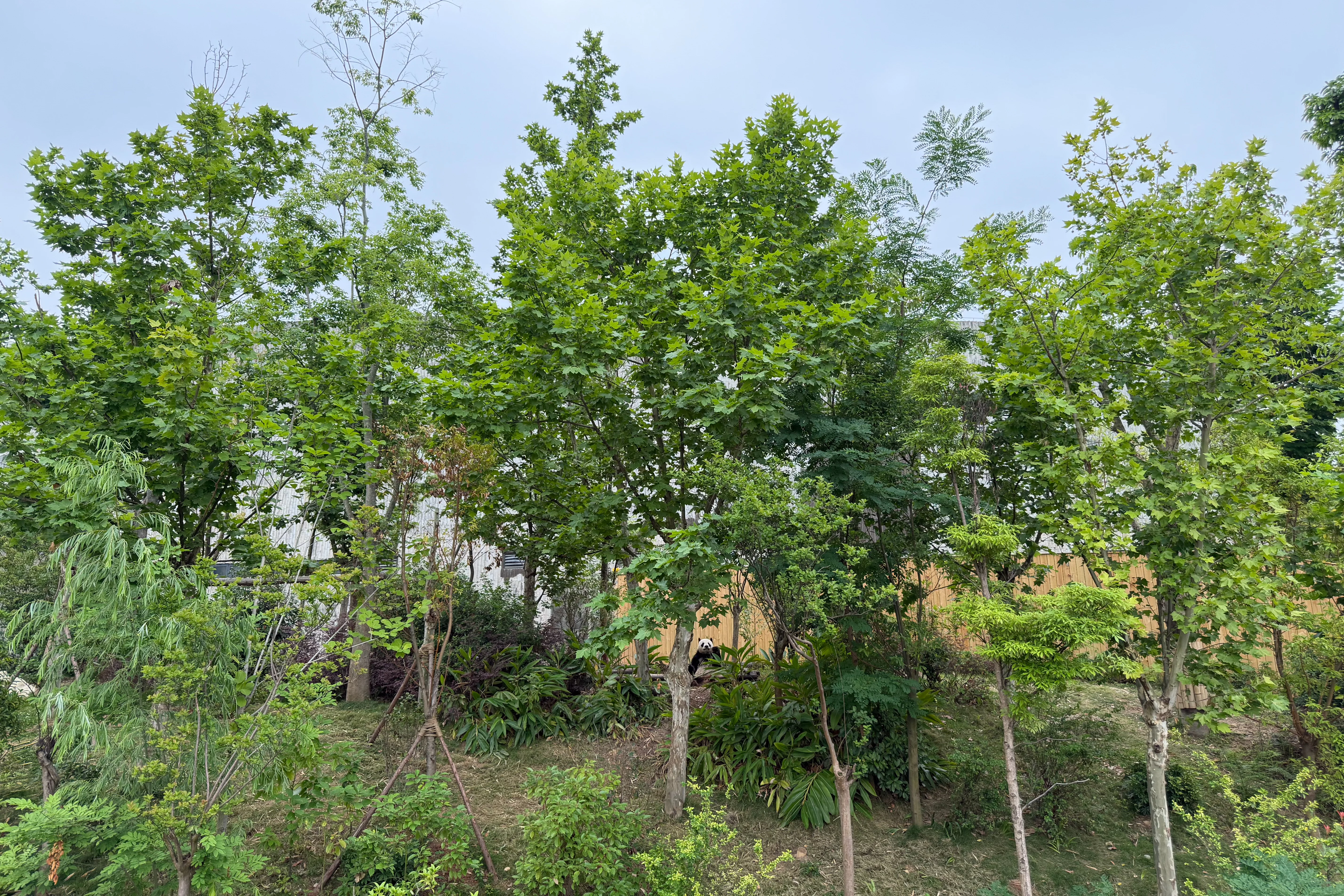 Chengdu Research Base of Giant Panda Breeding