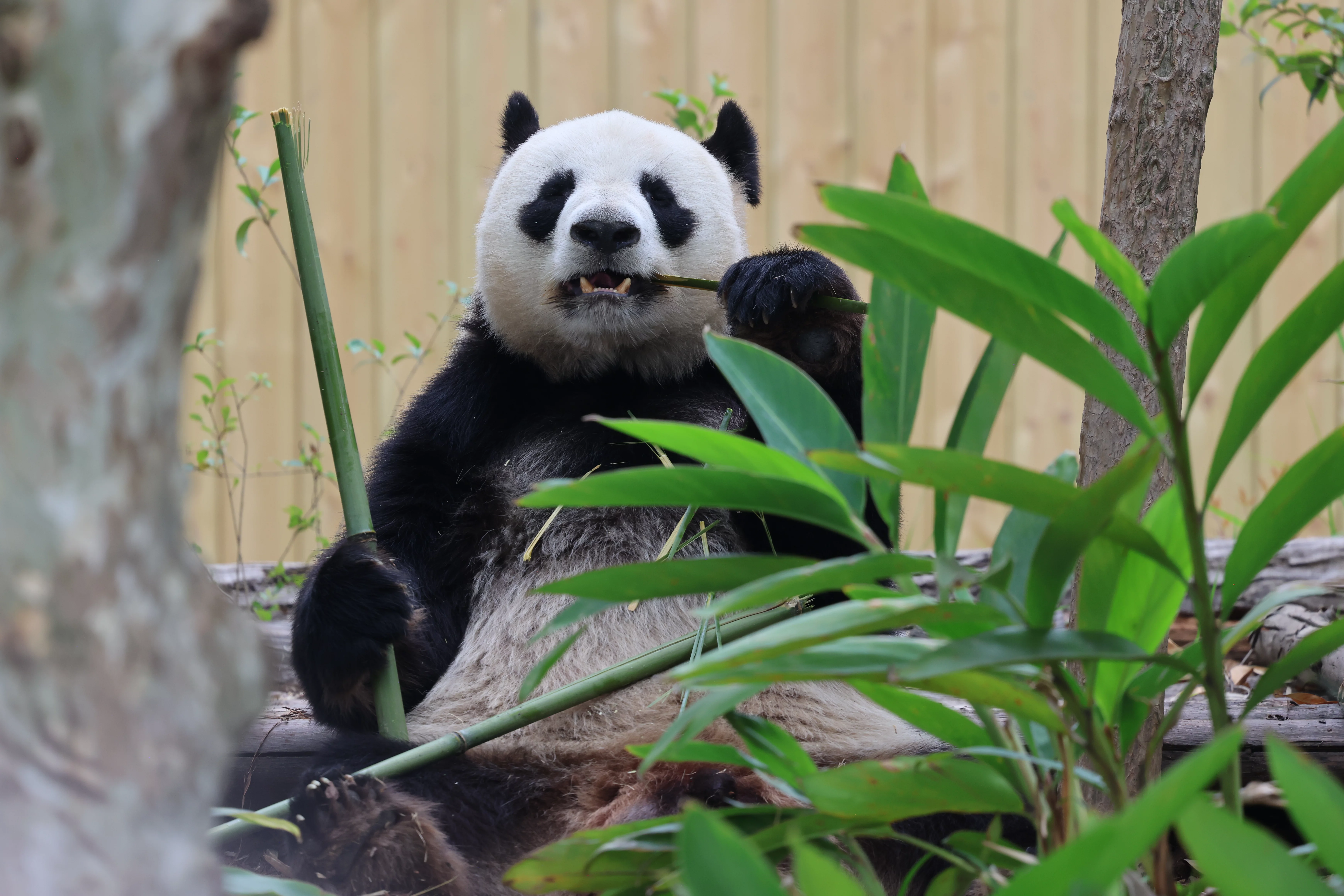 Chengdu Research Base of Giant Panda Breeding