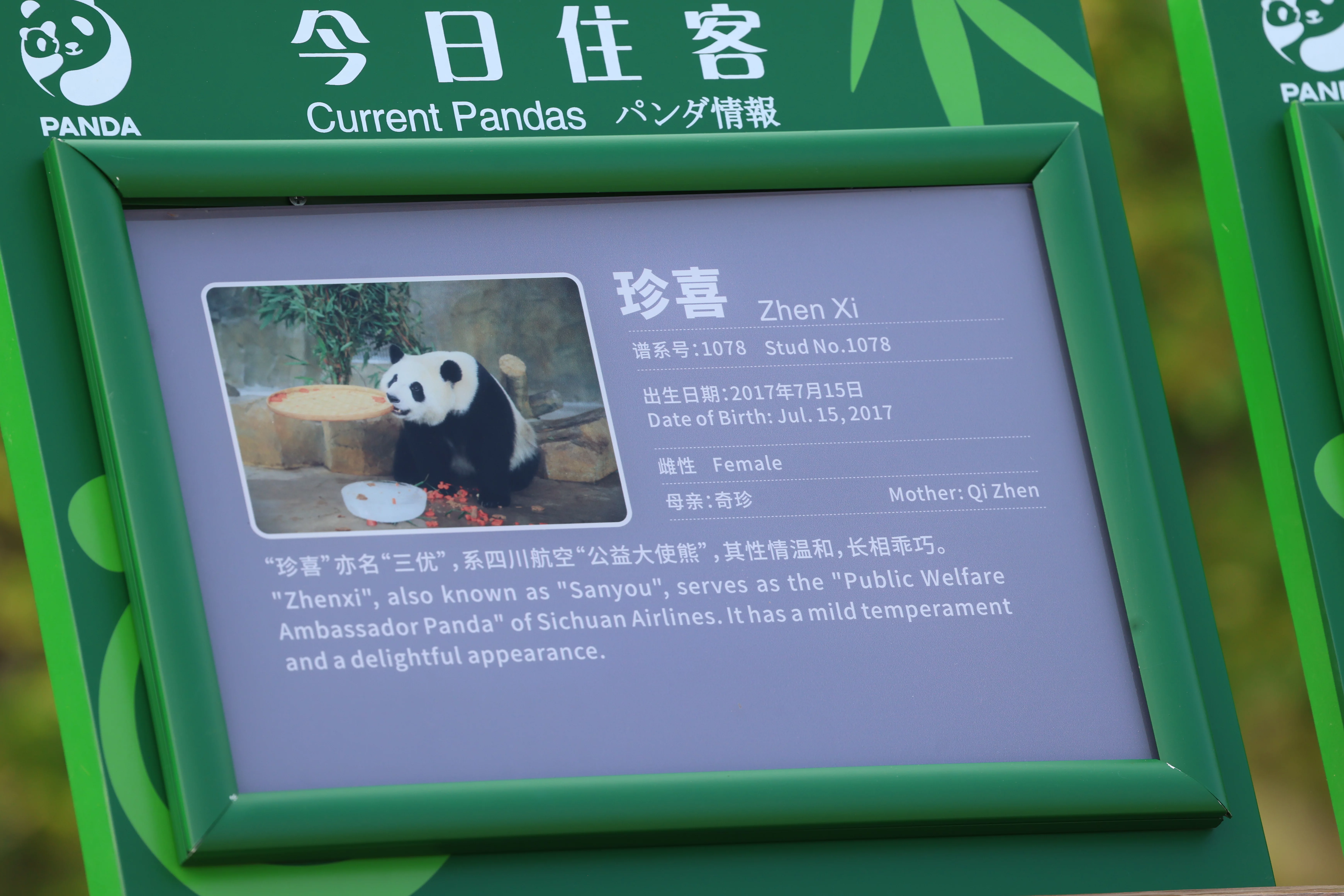 Chengdu Research Base of Giant Panda Breeding