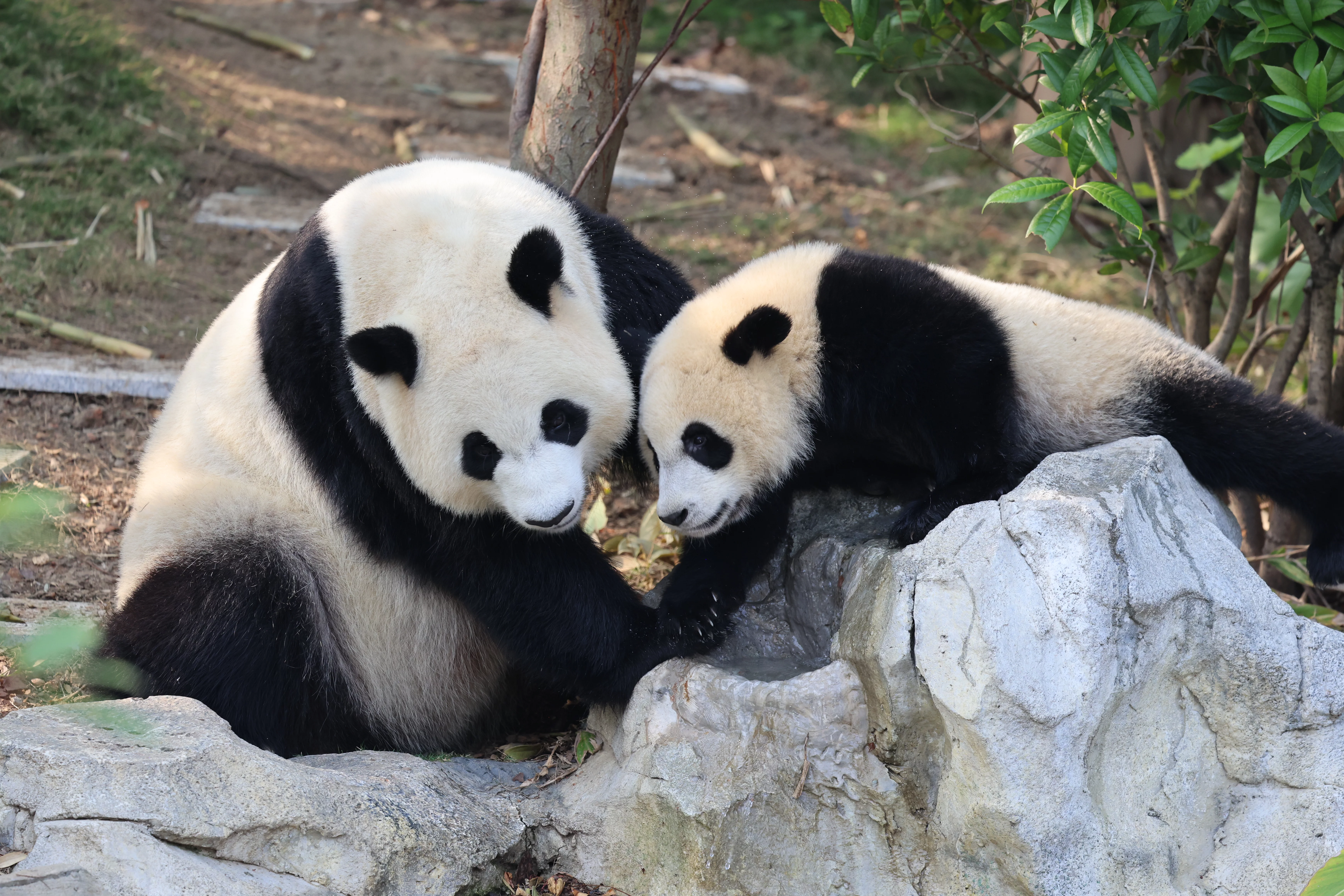Chengdu Research Base of Giant Panda Breeding